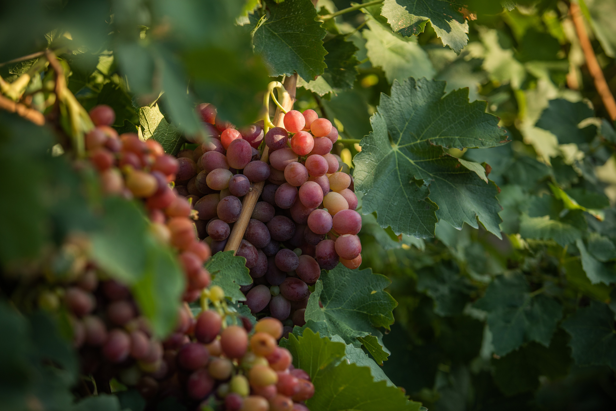 Sisters. Семейный и детский фотограф в Ереване Алиса Товмасян