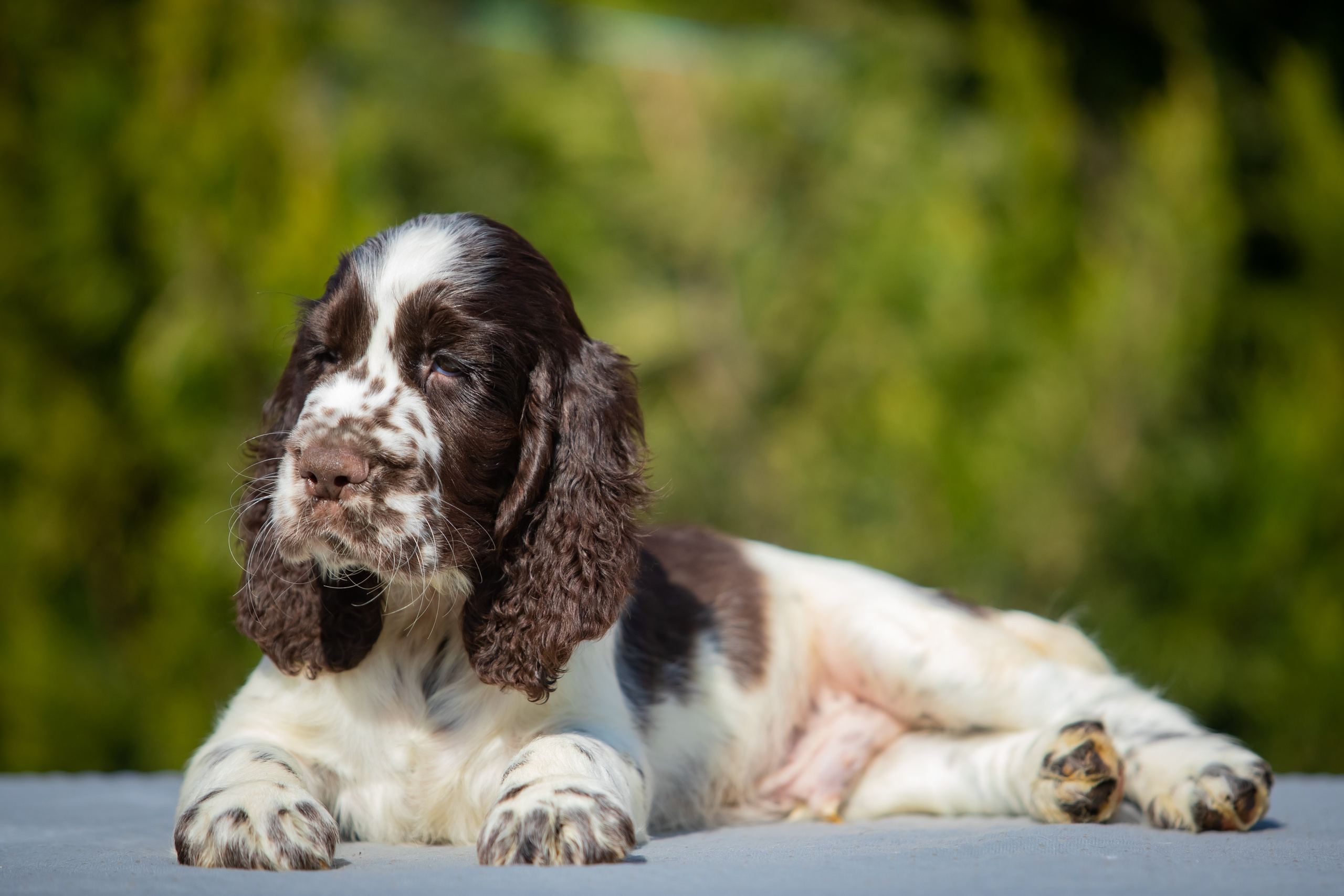 Male — Green collar 💚. Website of the titled stud dog of the Springer Spaniel breed