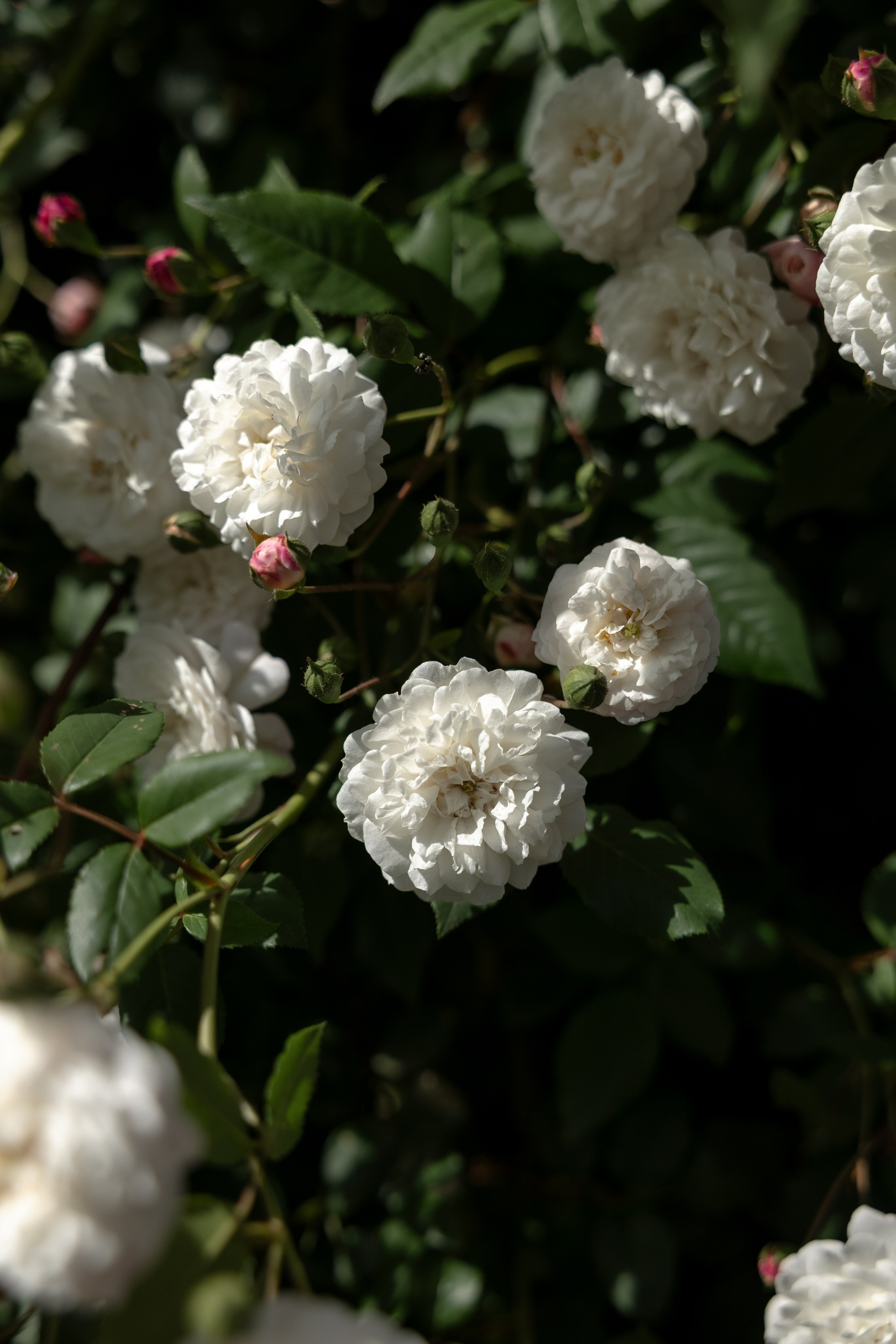 Elopement near Saint-Cirq-Lapopie. Crystal&Robert. Евгения Смирнова — Ваш фотограф в Тулузе и на юго-западе Франции
