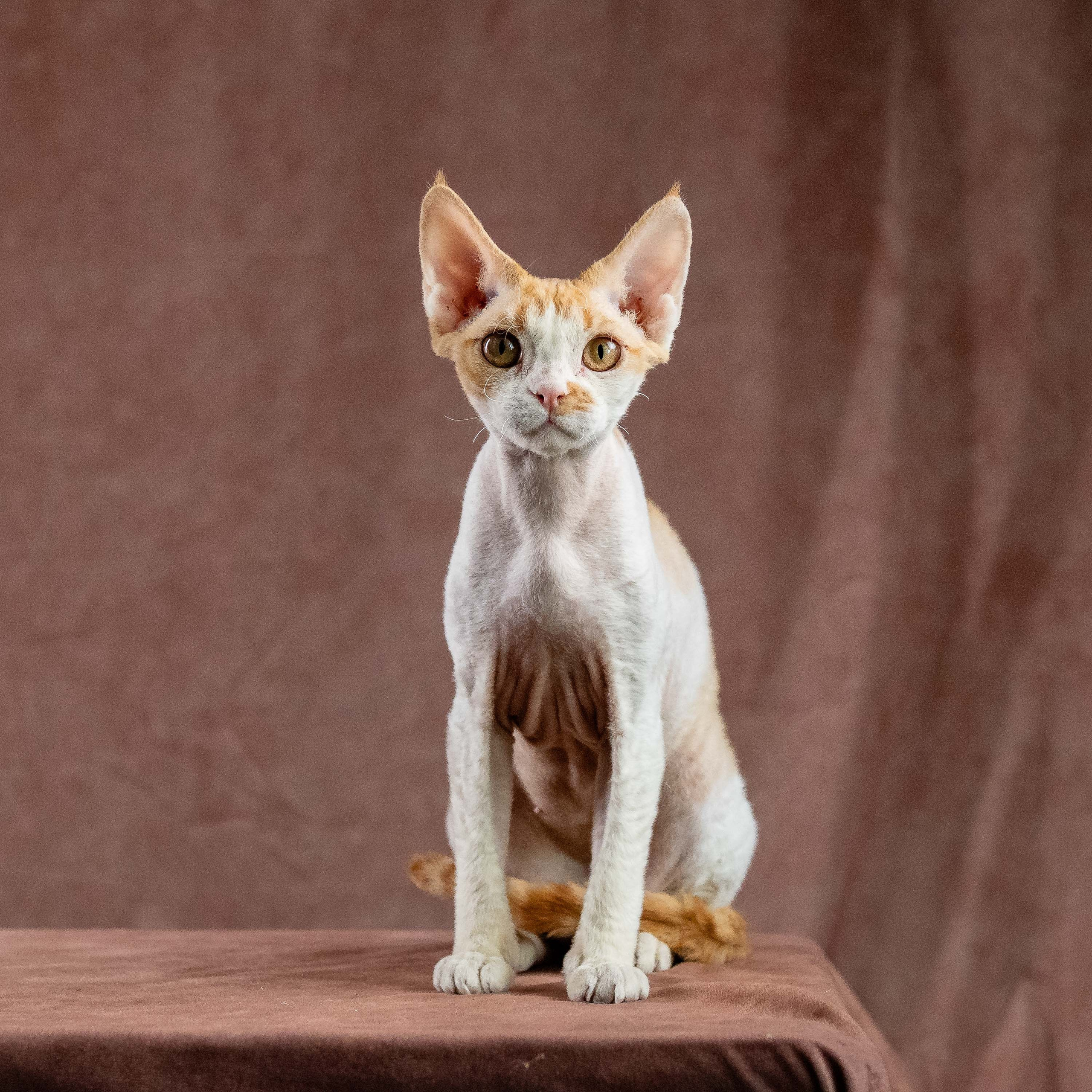 Nika. Devon Rex Pixie Cattery