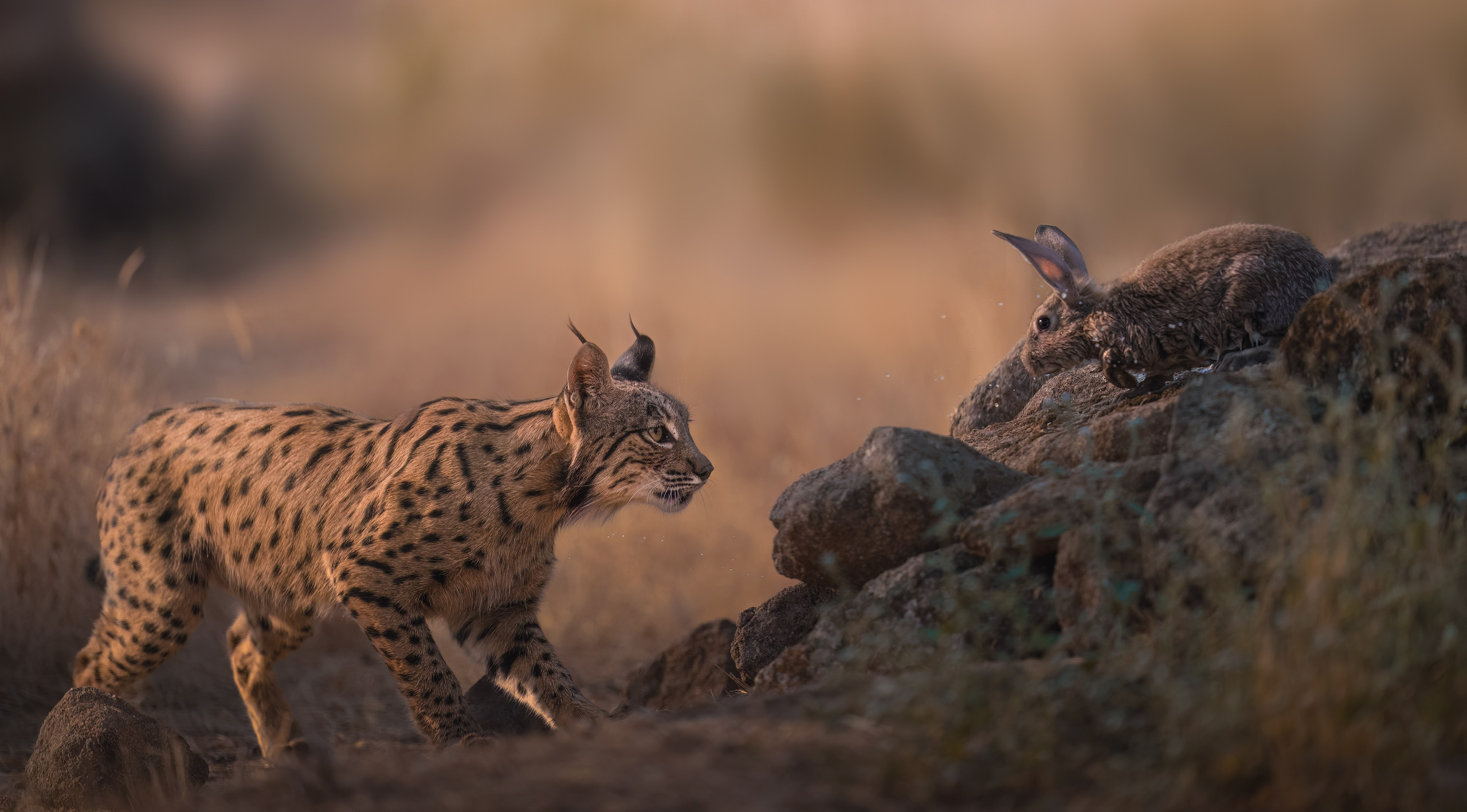 GALLERY. Fine art wildlife photographer Alexandra Surkova