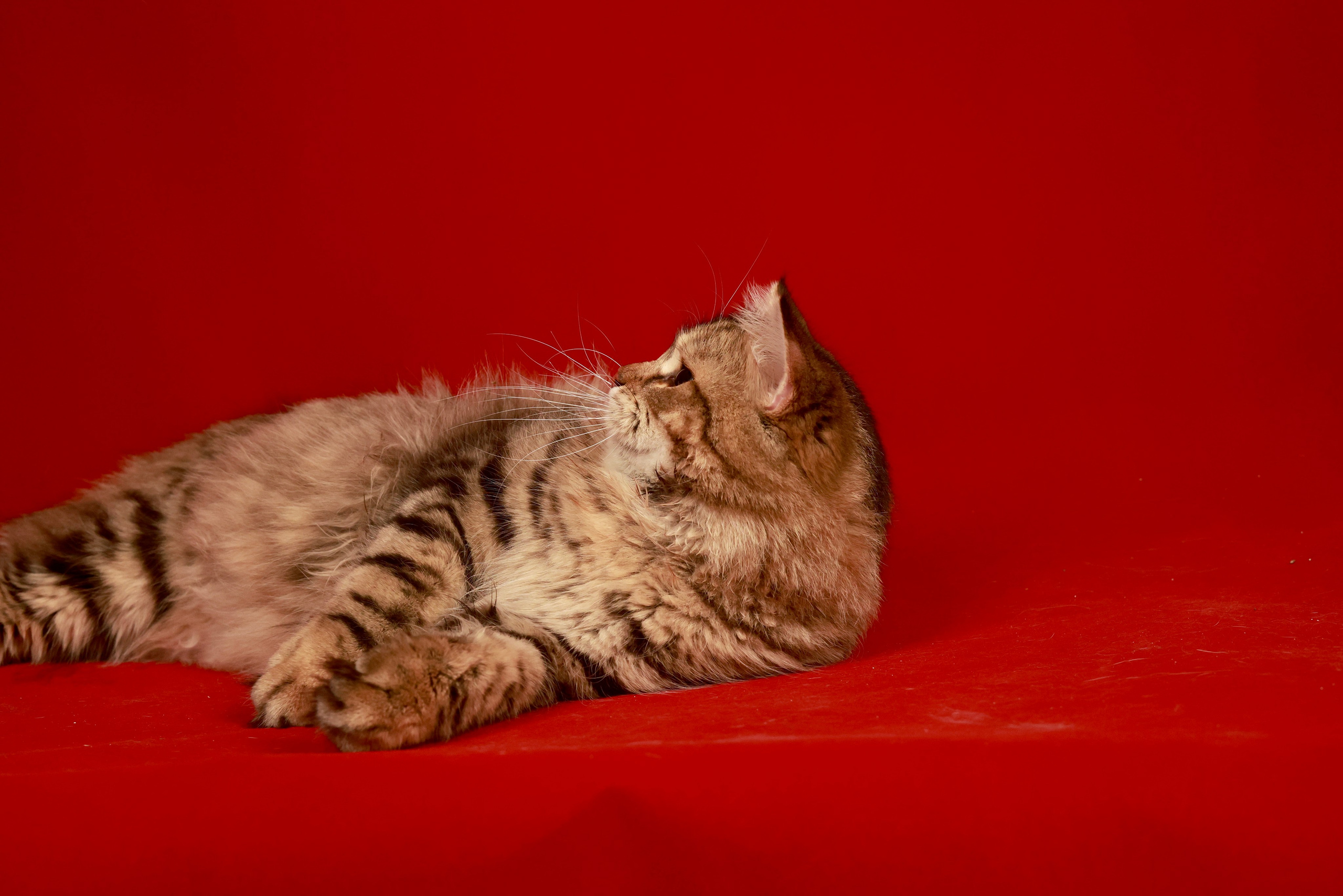 LEMON GREEN SIBERIANS CHUDO