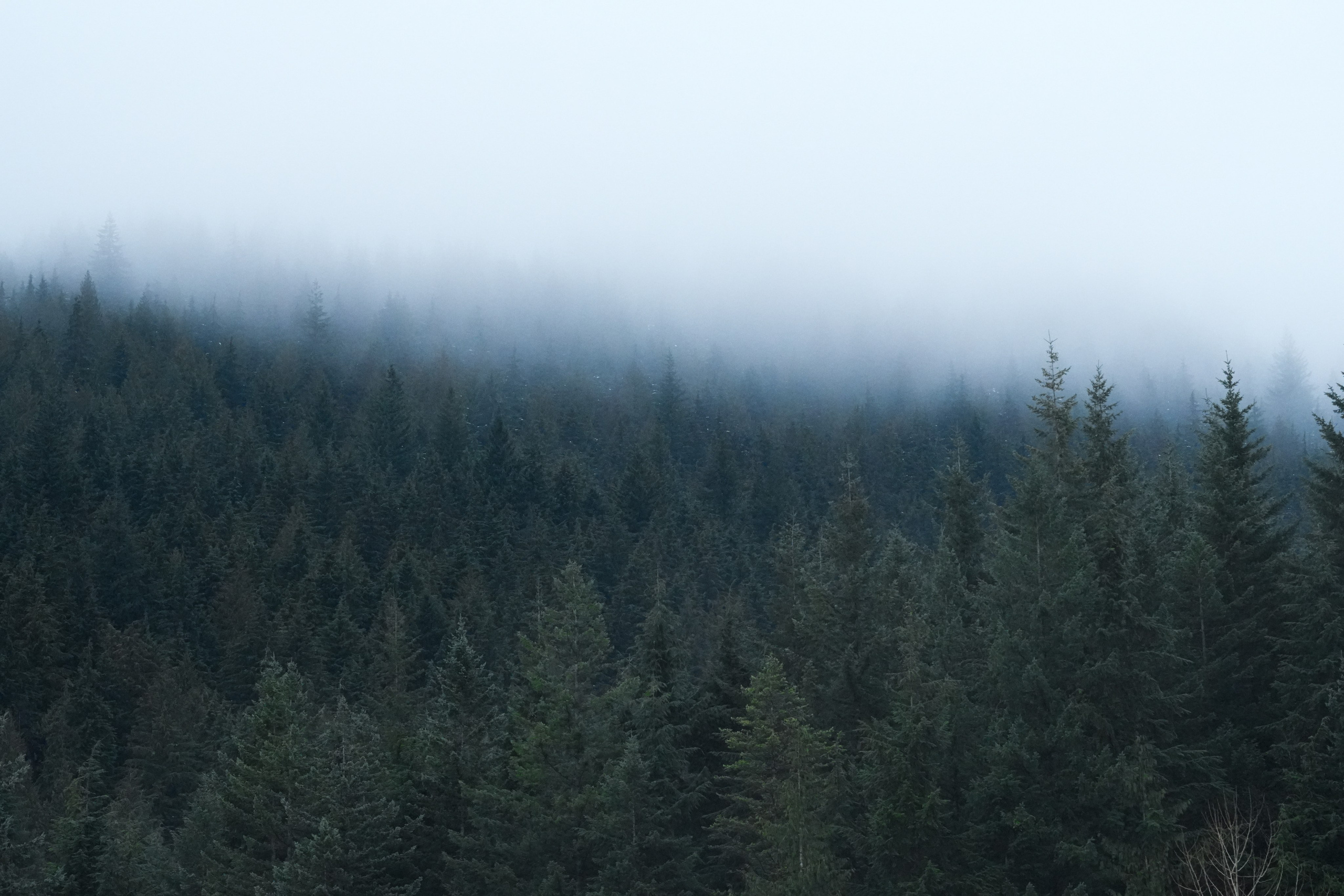 Shuttergry Photography