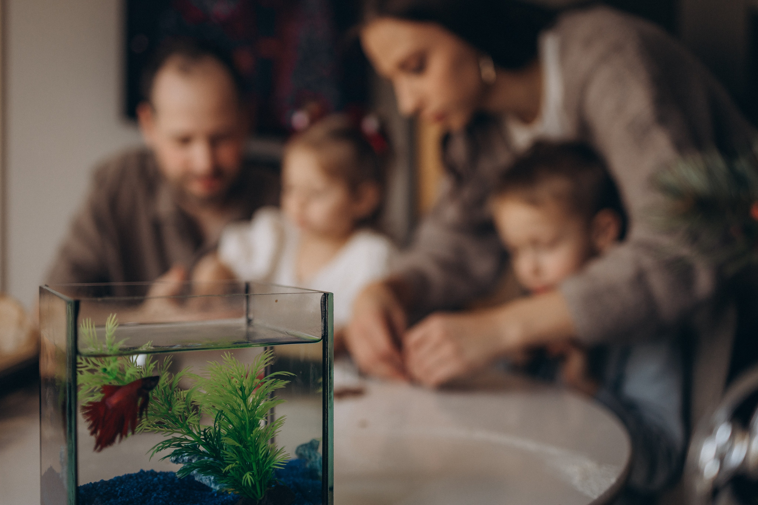 LANAS ģimene. GALVENĀ