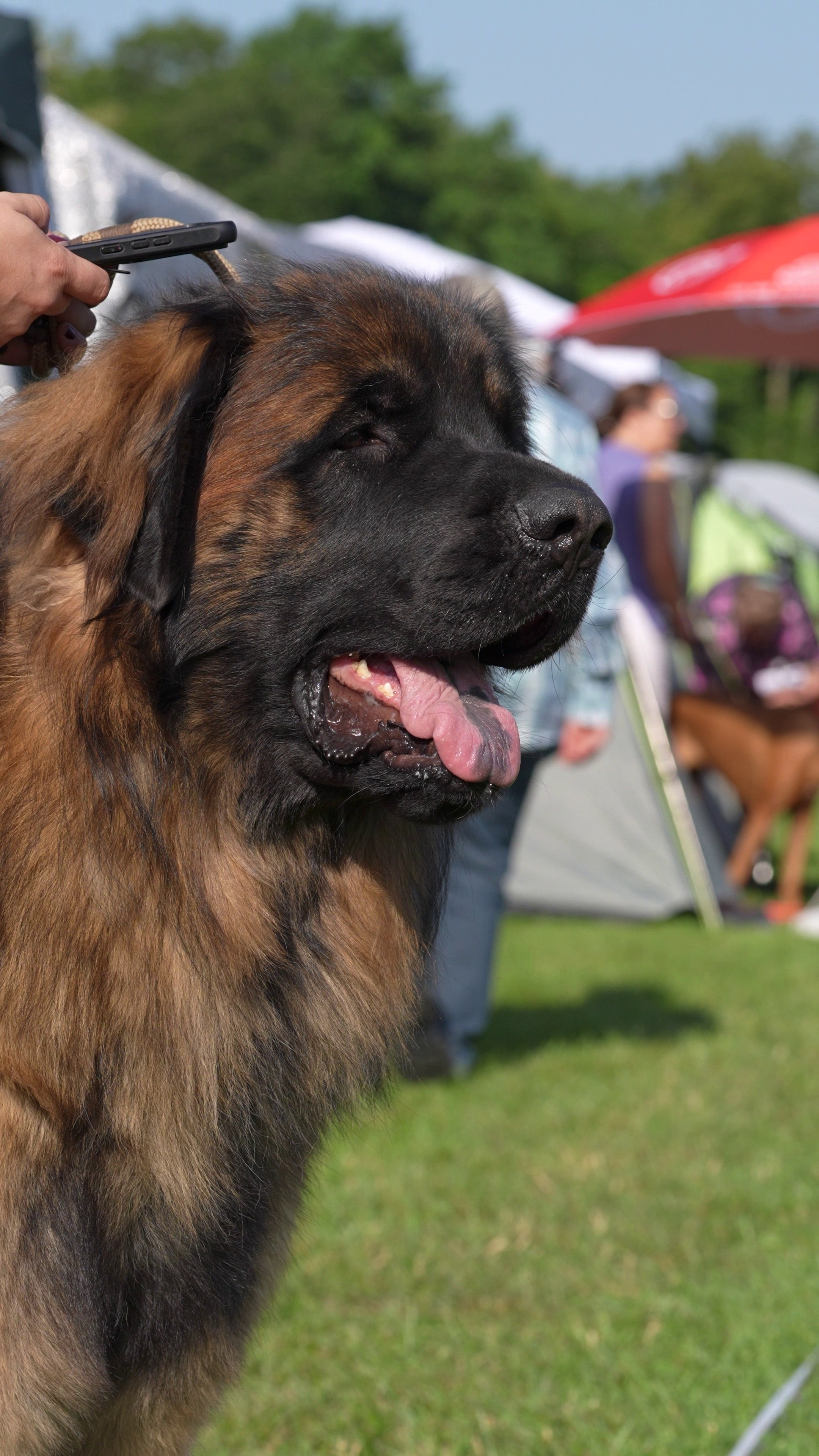 🇨🇭 Aarau Dog Show 2026