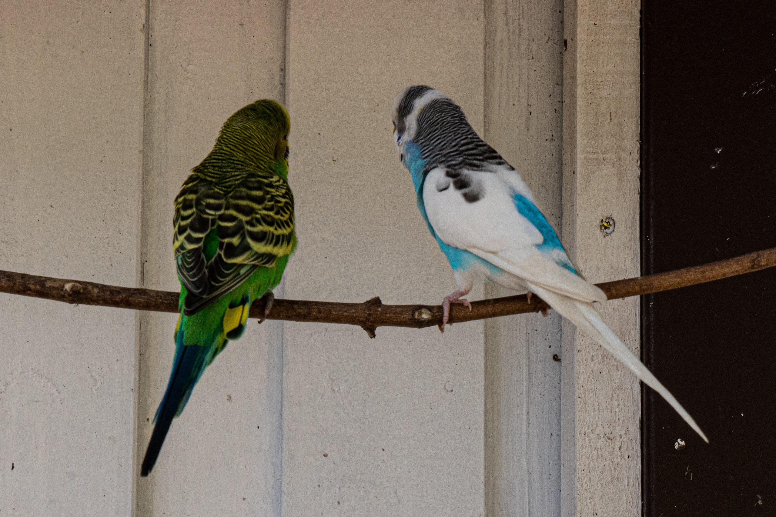 Tierwelt. Bürgerreporter & Amateurfotograf in Hannover