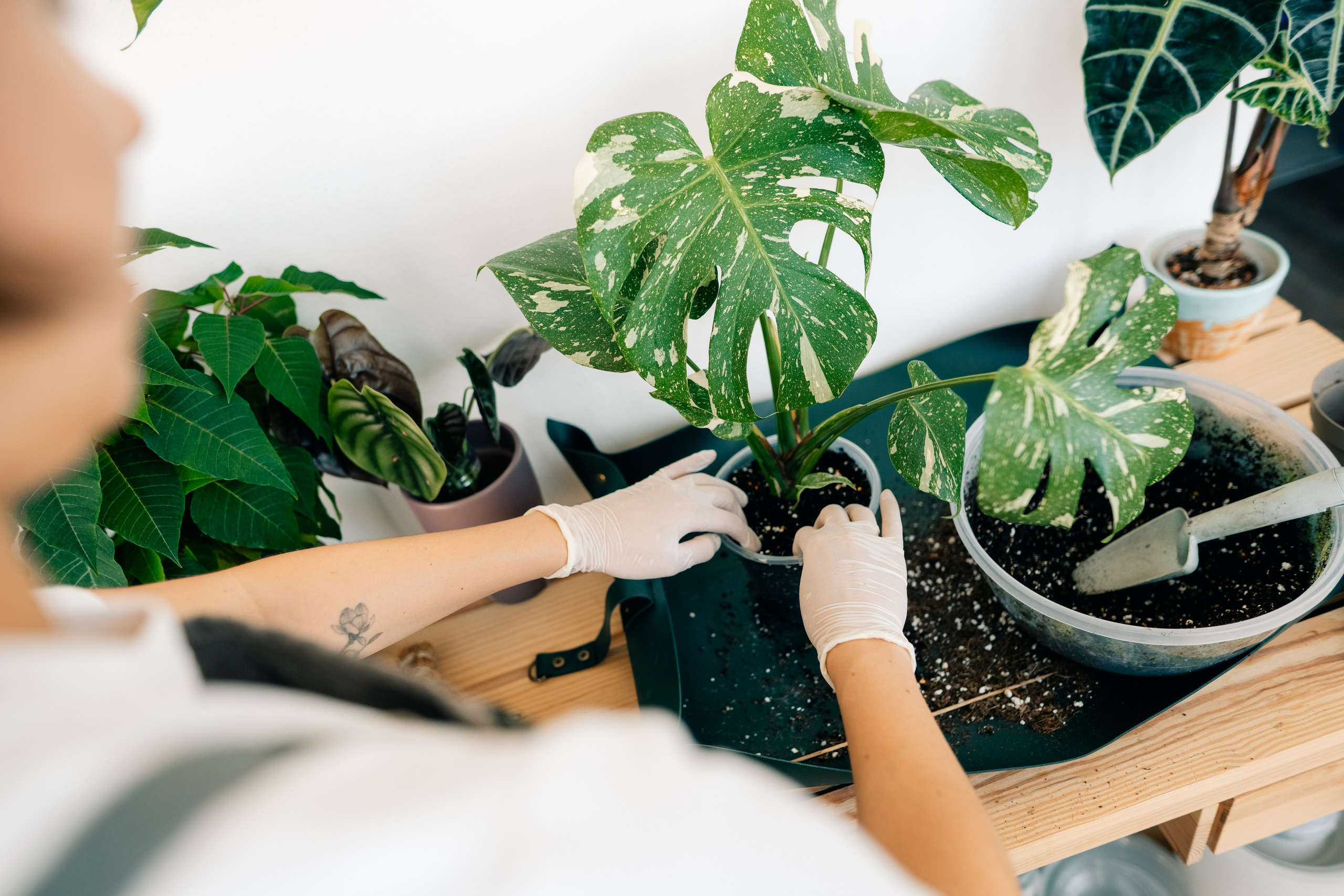 No Drama Plants. Maria Sher. Fotógrafa profissional do Porto, Portugal