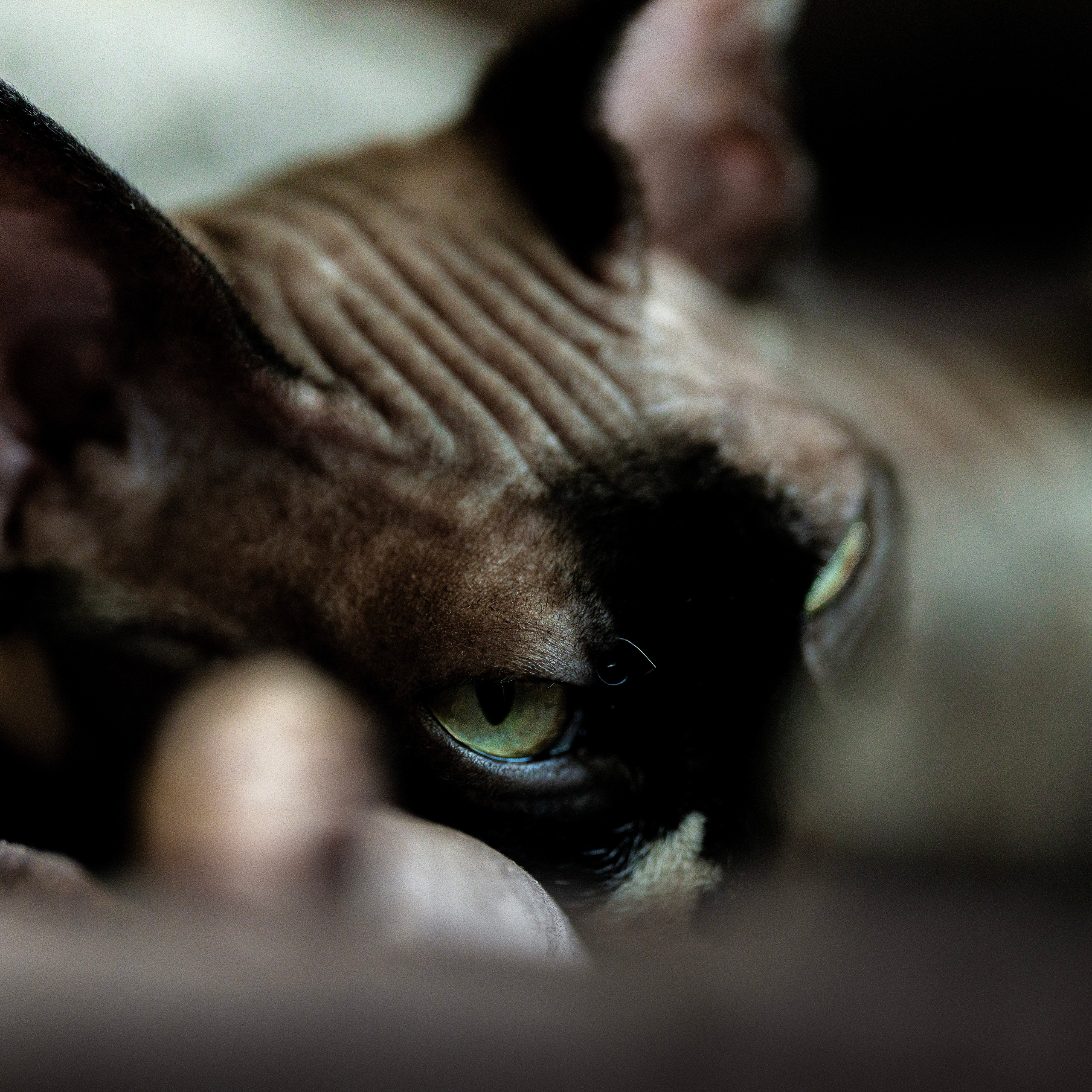 Cats. LUKIN IGOR Photography