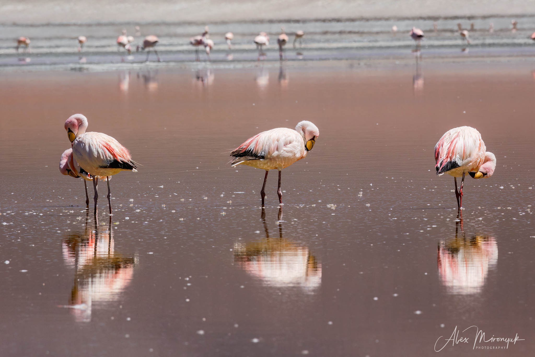 Bolivia Adventure — 2025. Pet, Senior, Landscape, portrait studio, photographer in Miami and Sou