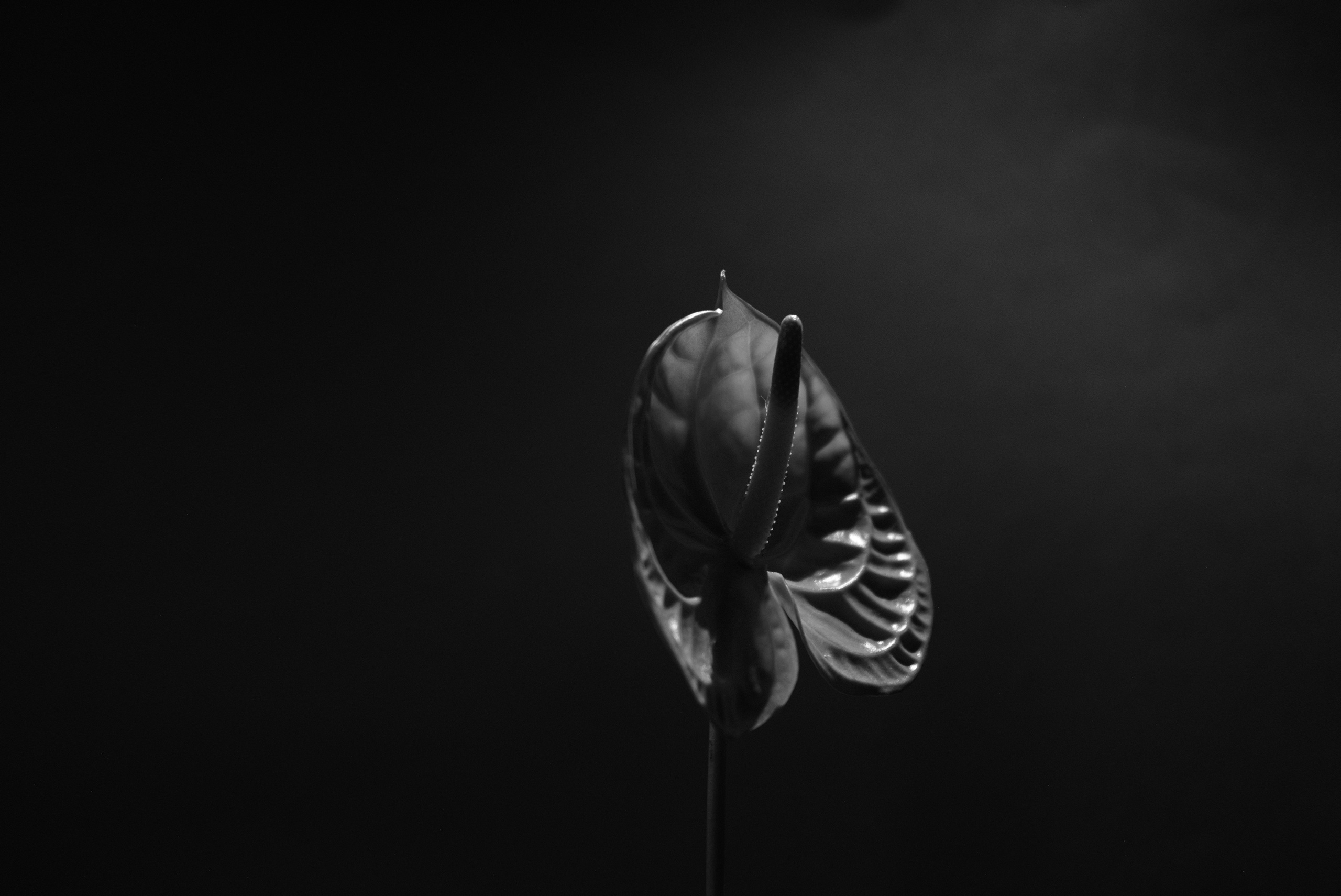 Art. Photographe à Rennes/Bruz