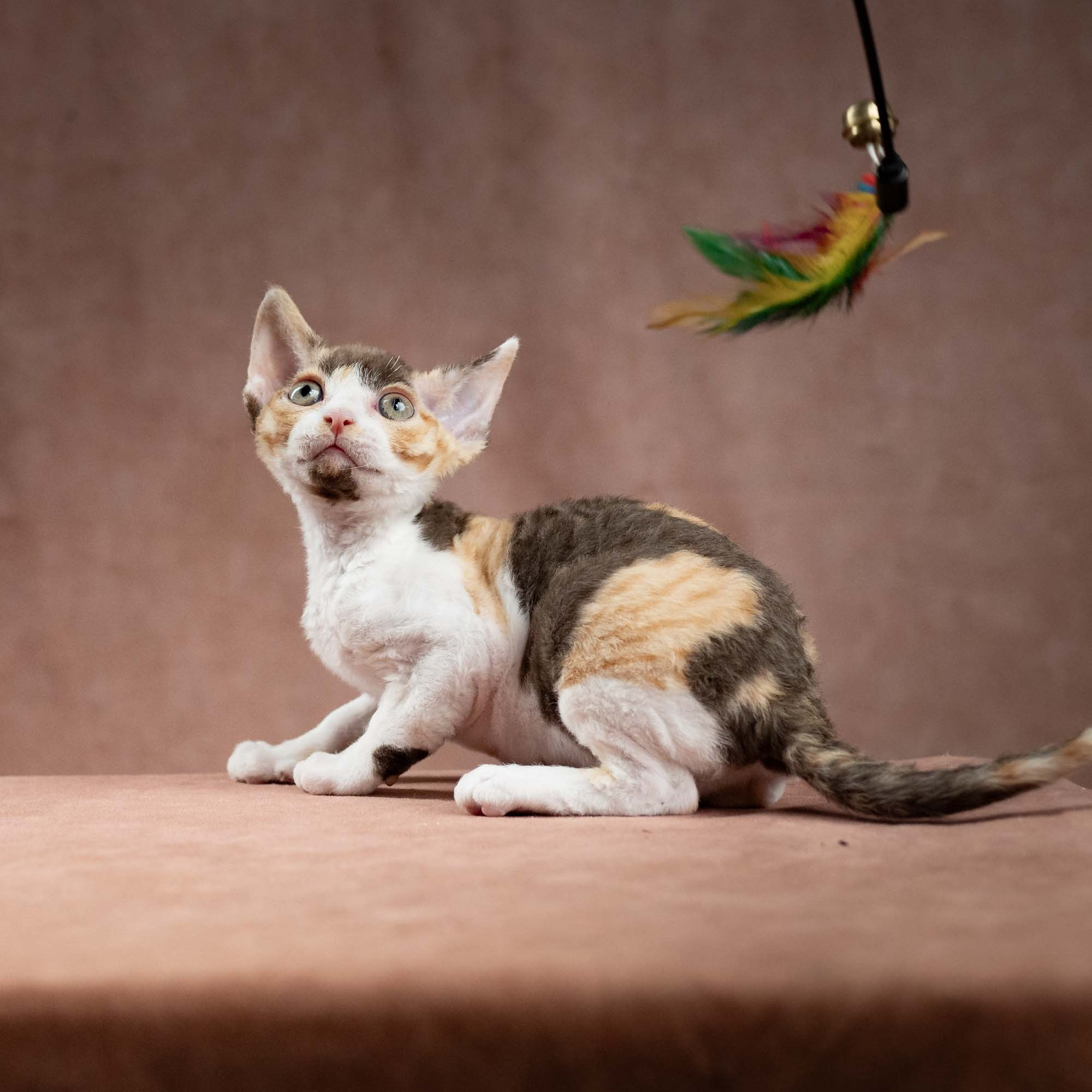 Dixie, girl, born on 06.06.24 SOLD. Devon Rex Pixie Cattery