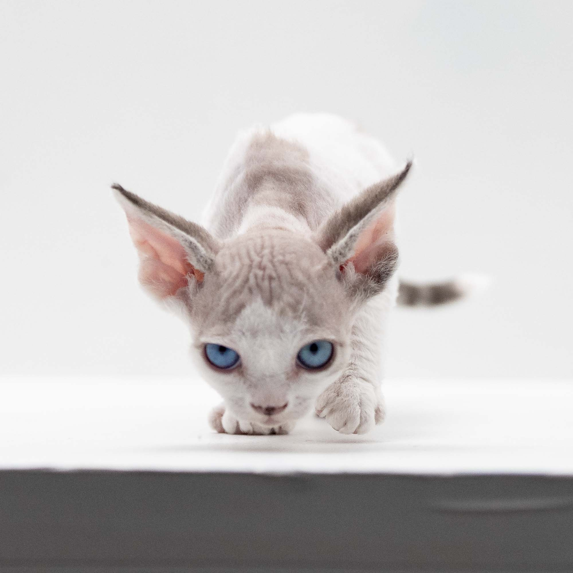 Frosttip, boy, born on 01.01.25. Devon Rex Pixie Cattery