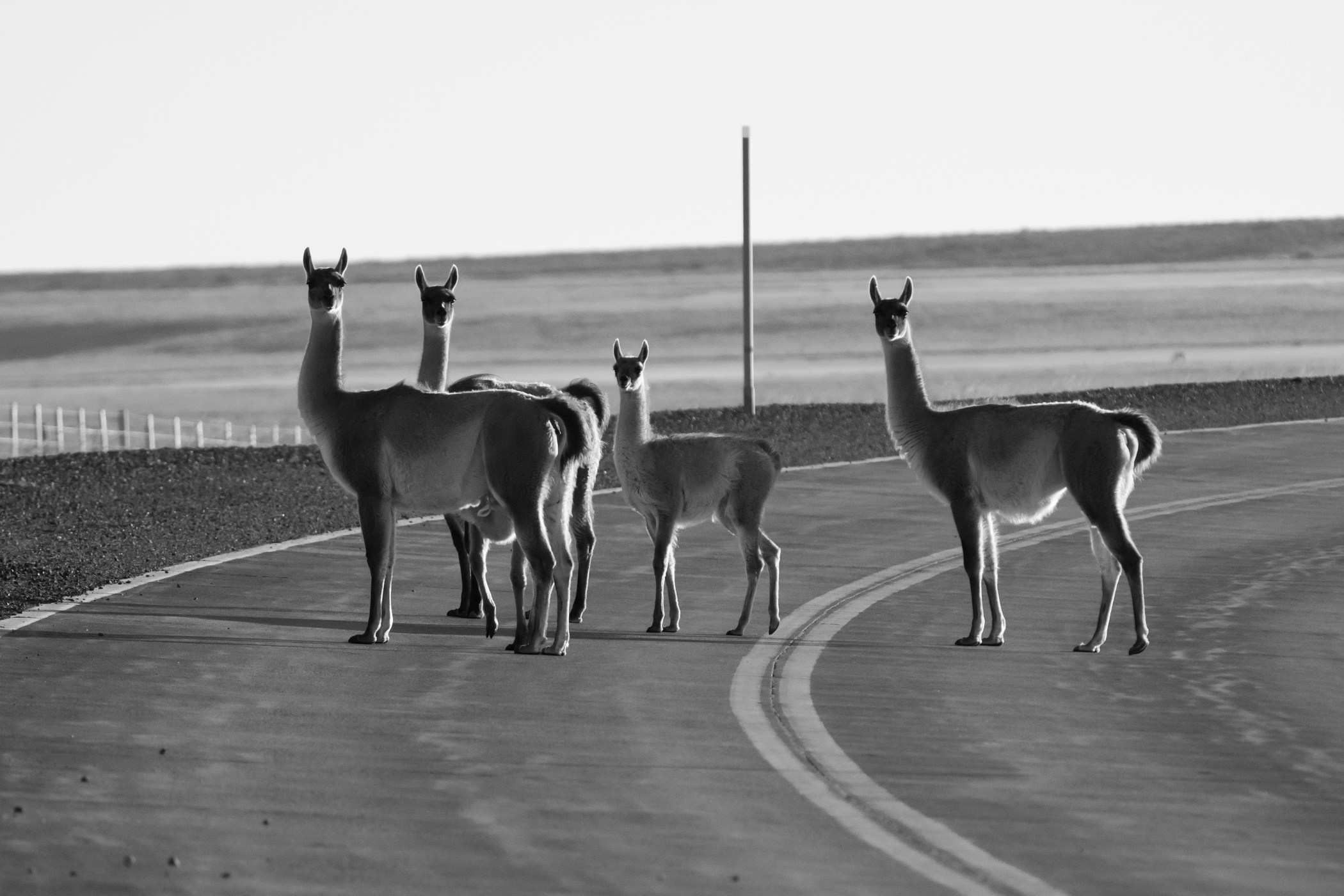 Aventura Patagonia Mayo 2026. Fotógrafo de naturaleza en Chile Cristian Larrere Worner