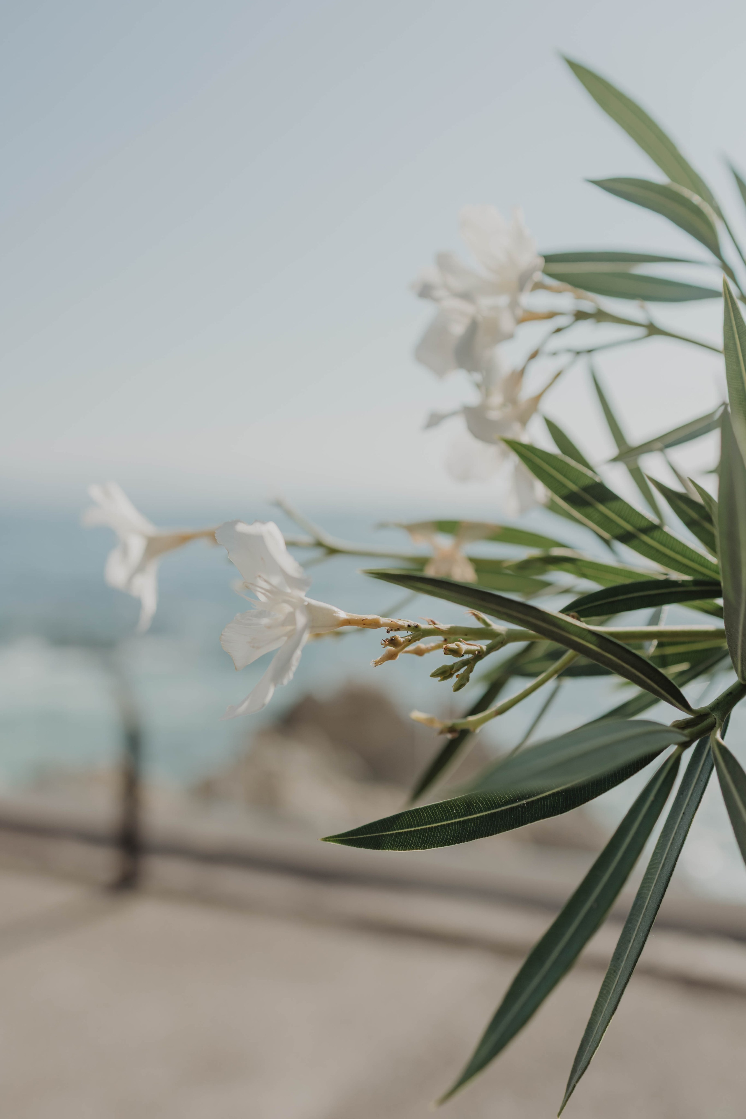 Casa Karma Wedding Photographer Puerto Vallarta 🤍