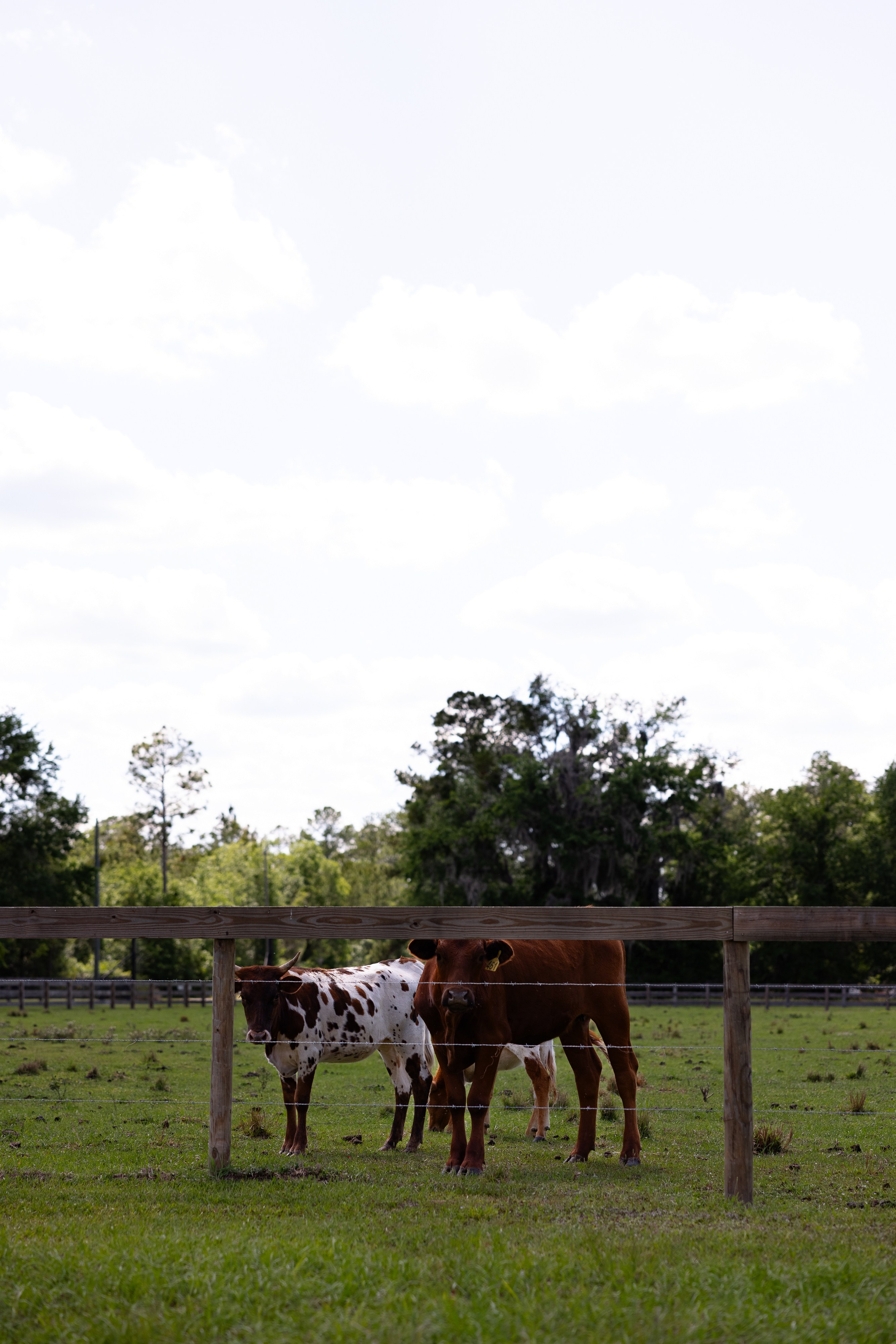 Haley and Will. Photographer Anastasia Nagibina