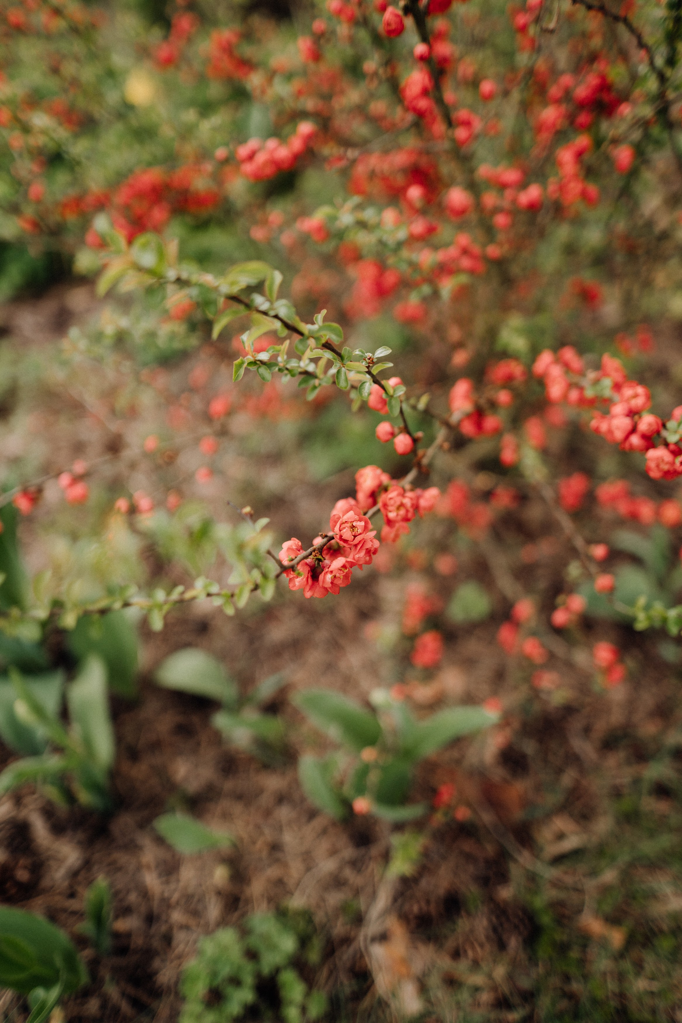 Nature. Фотограф в Праге Анна Лебедева