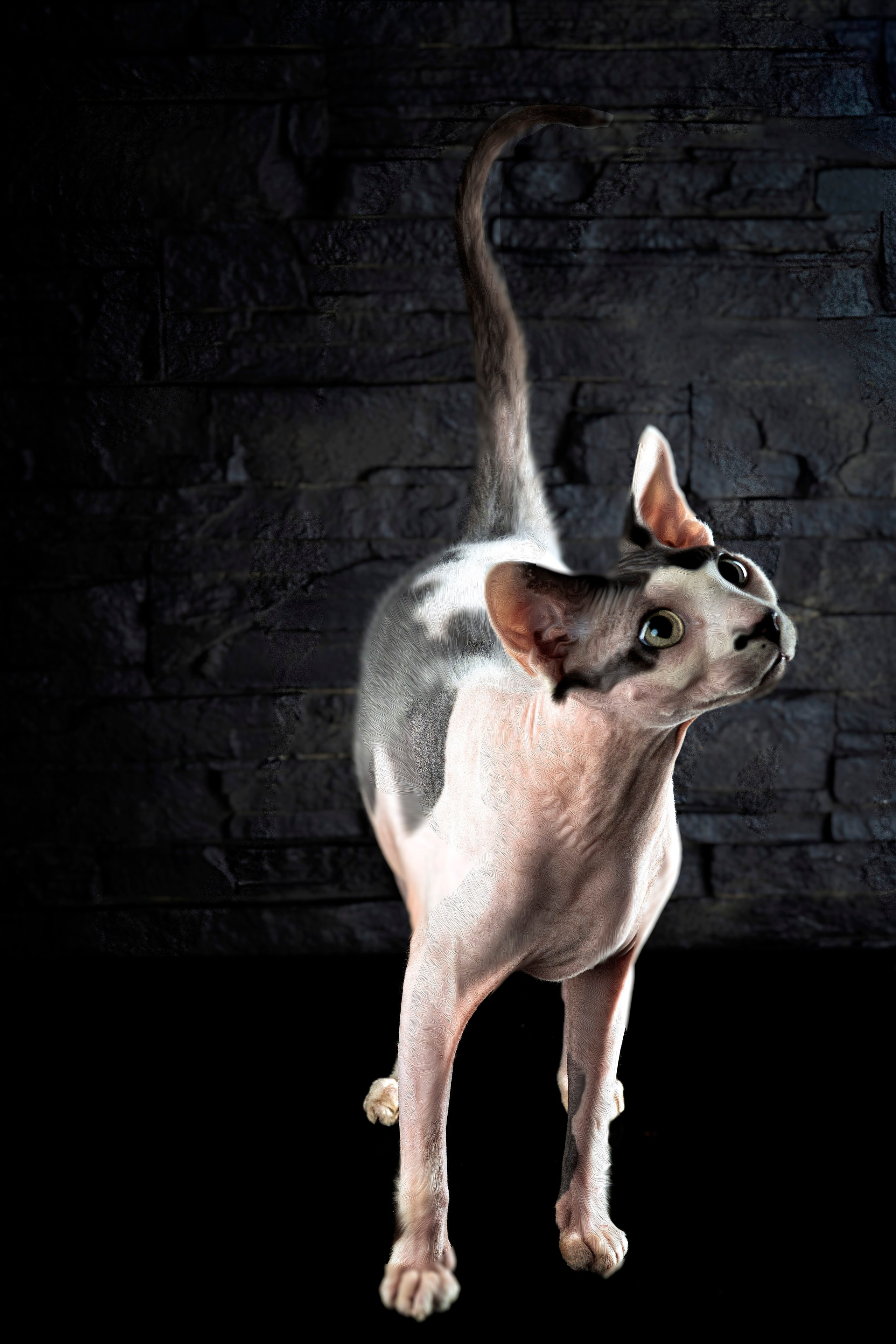 КОШКИ. LUKIN IGOR Photography