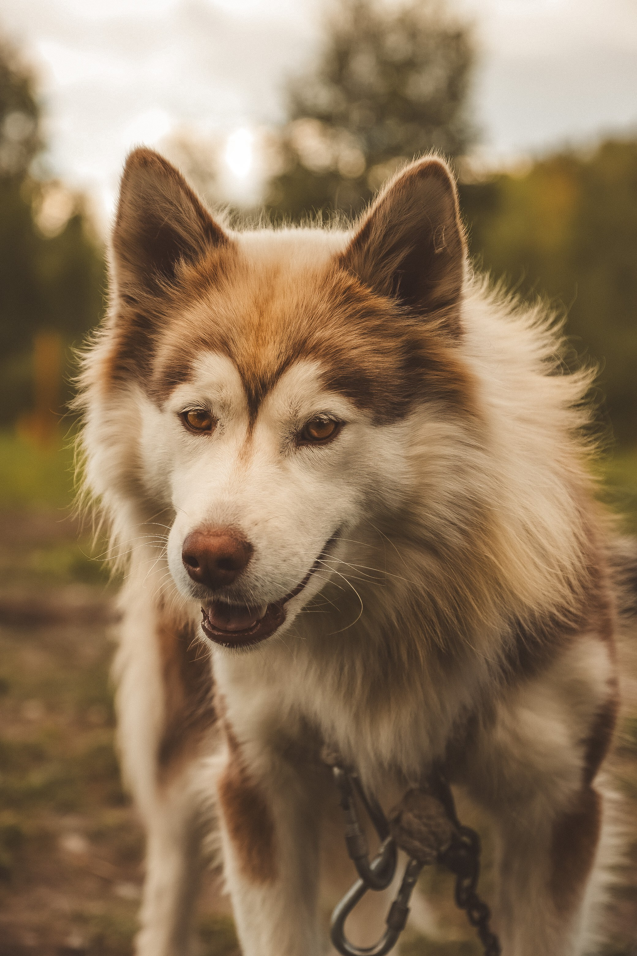 Child portrait photography. Family, children’s, couple’s photographer in Arizona Olga Fleuren