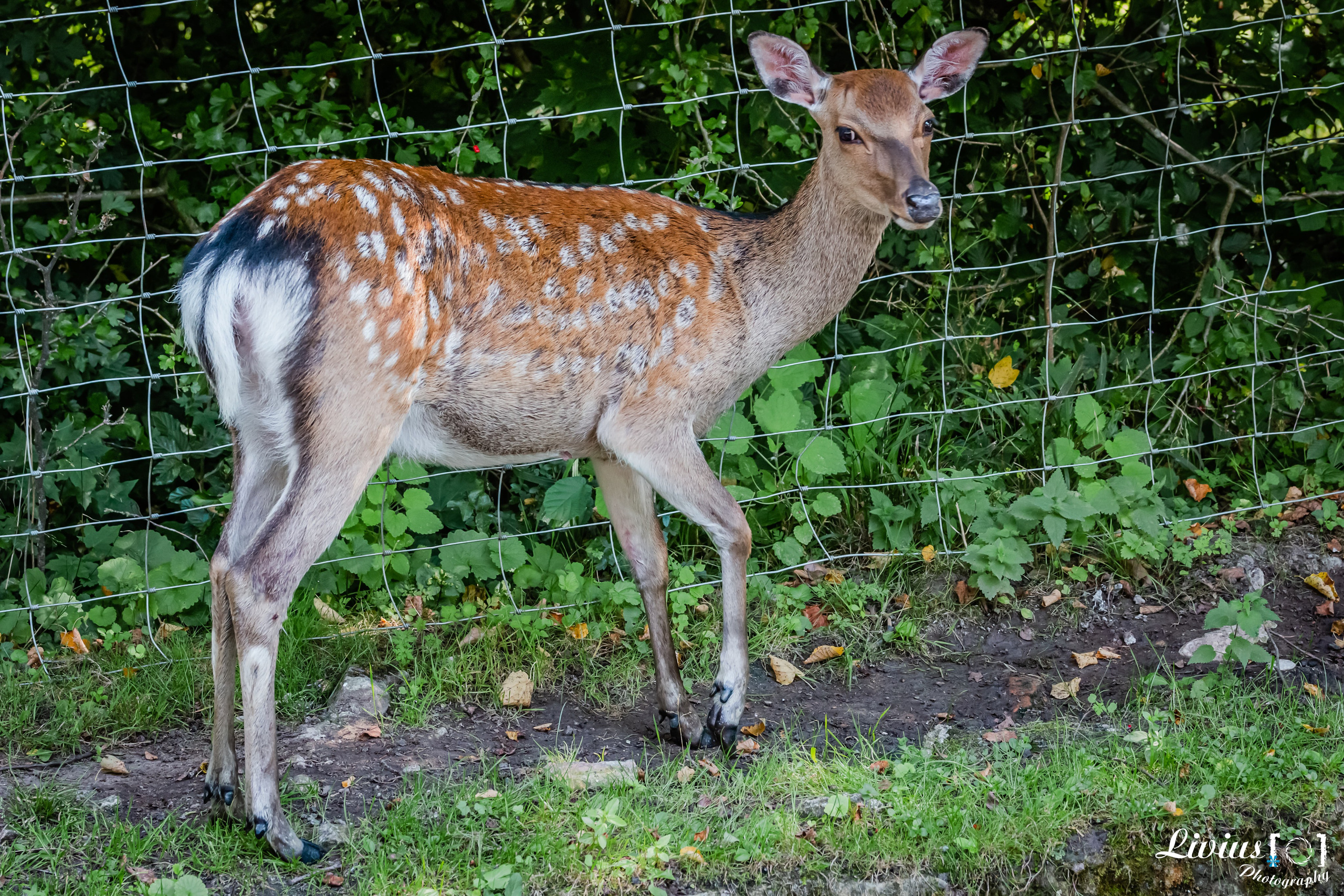 Wildpark Tambach. FOTO KREATIV