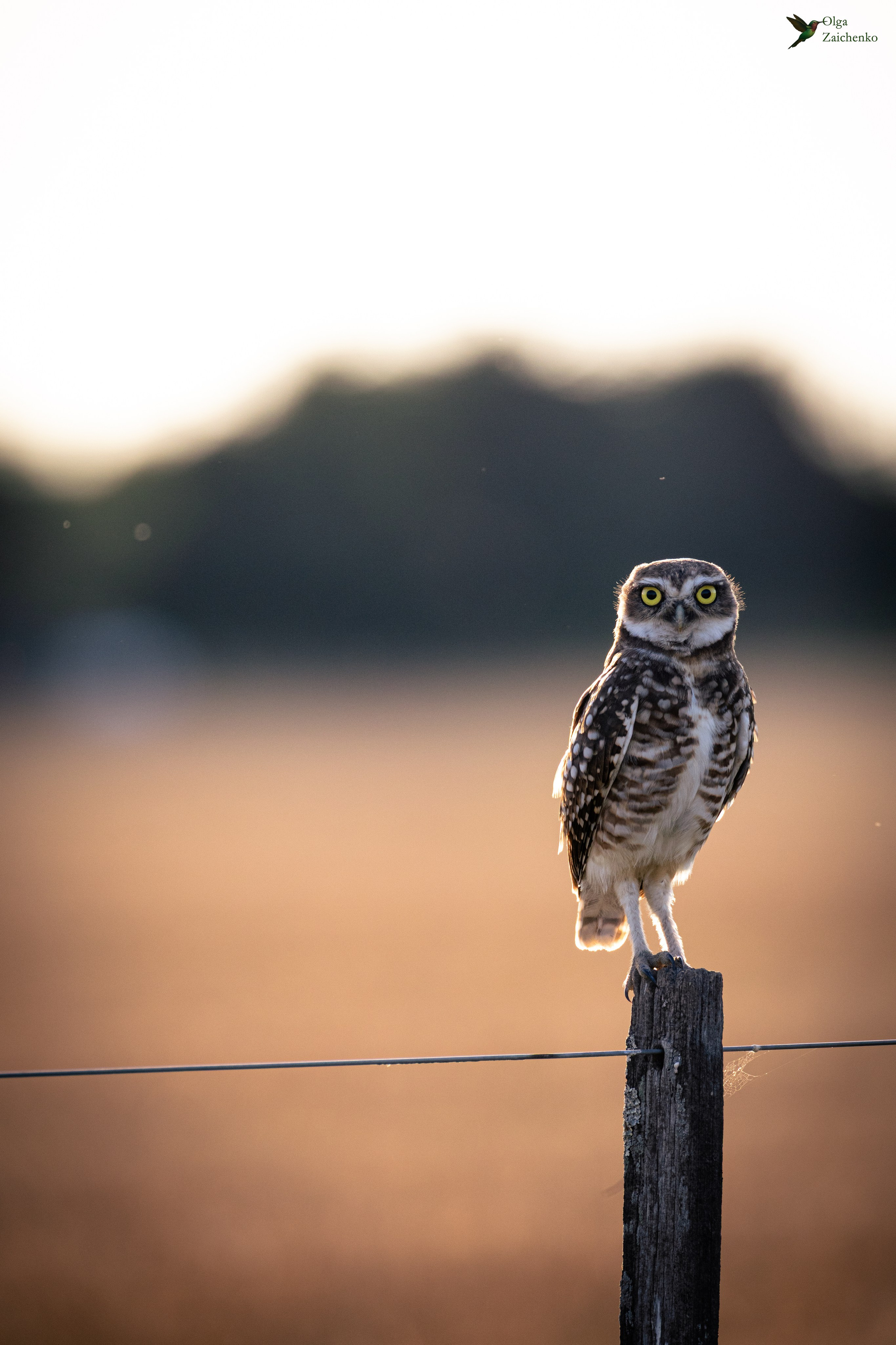 Lechucita vizcachera