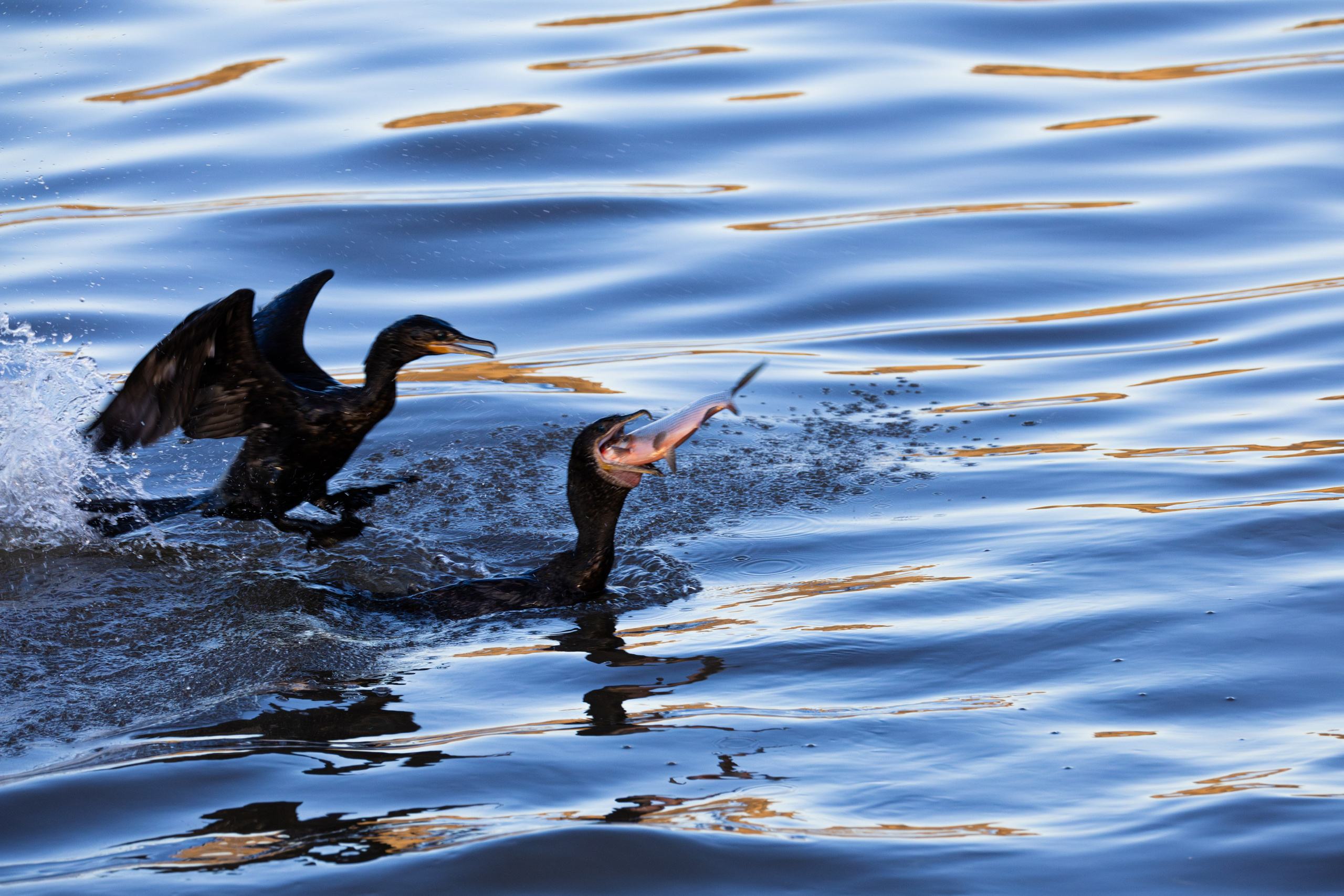 WildLife. Фотограф в Буэнос-Айресе