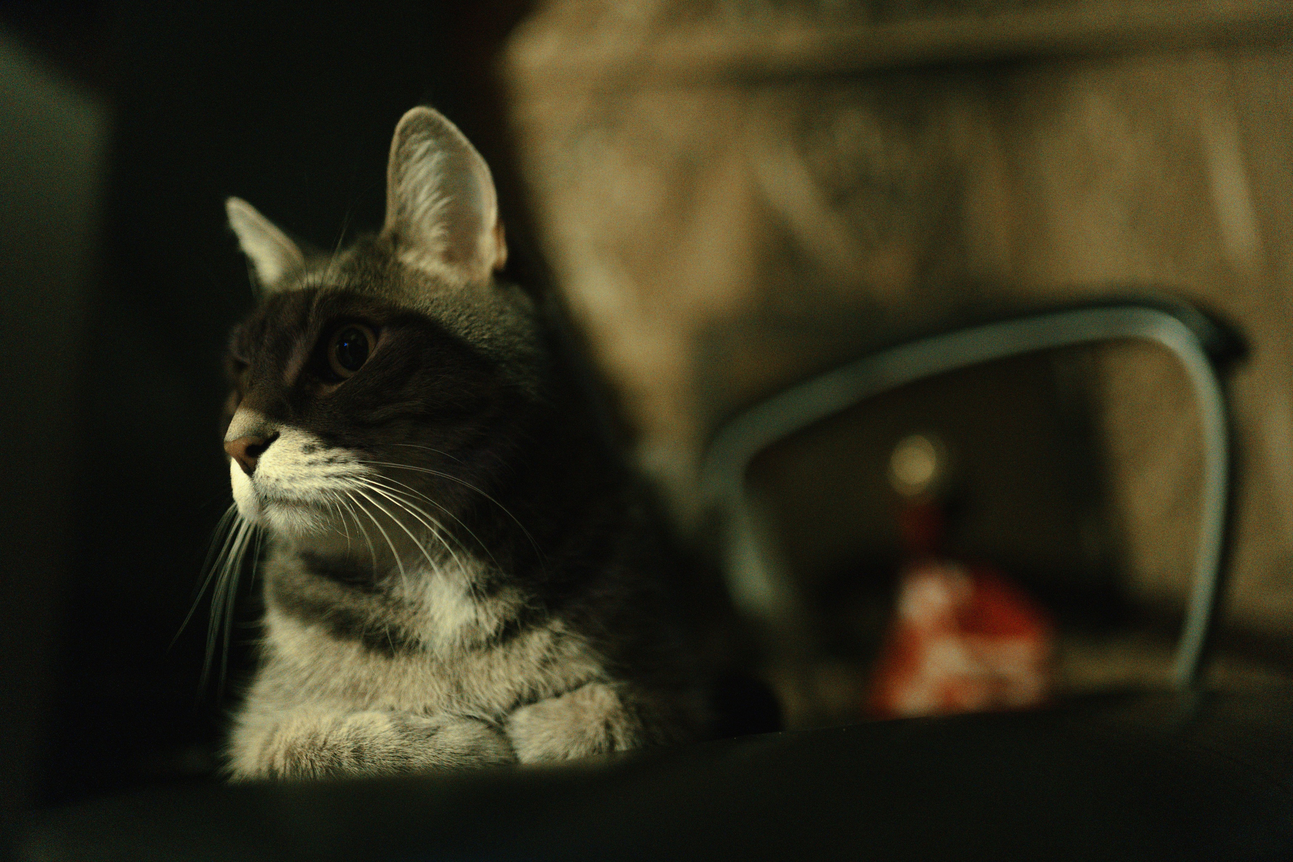 2024. Стрит-фотография, полная абсурда, идиотизма и красоты