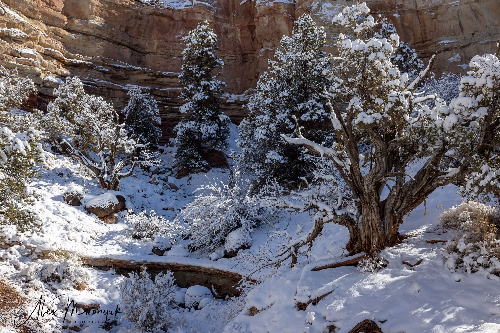 New Year In Utah. Pet, Senior, Landscape, portrait studio, photographer in Miami and Sou