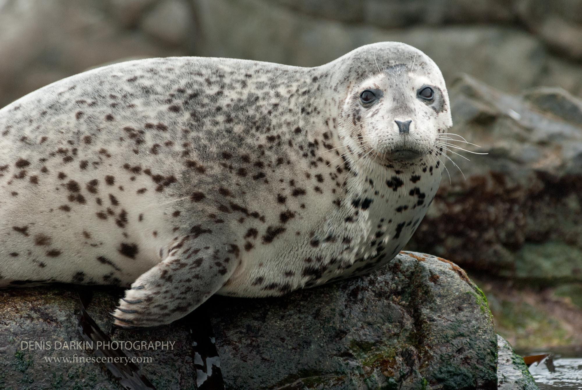 Nature. Denis Darkin scenic photography