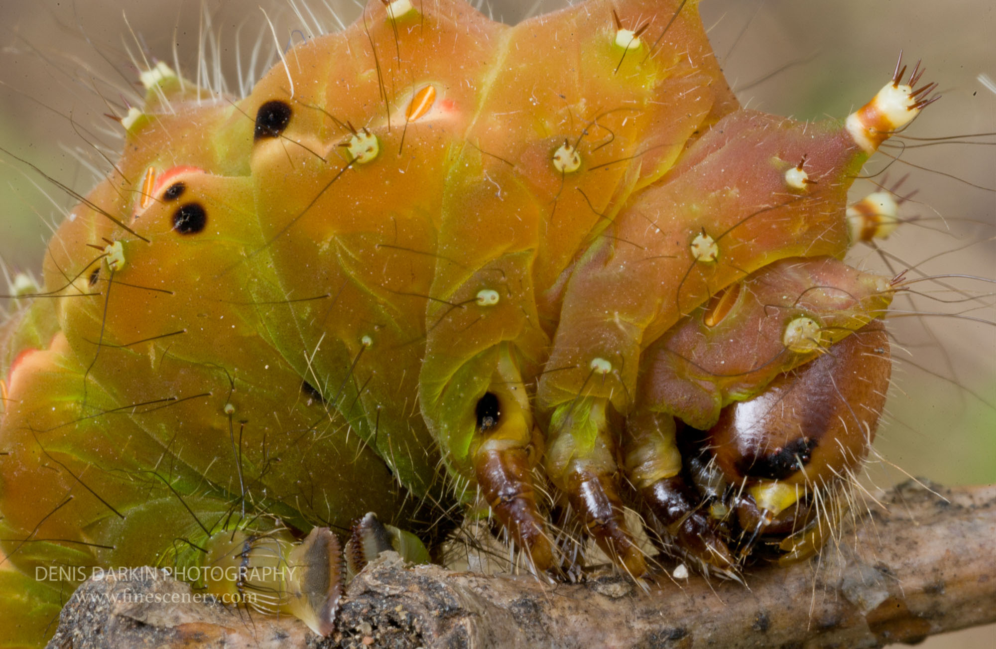 Nature. Denis Darkin scenic photography