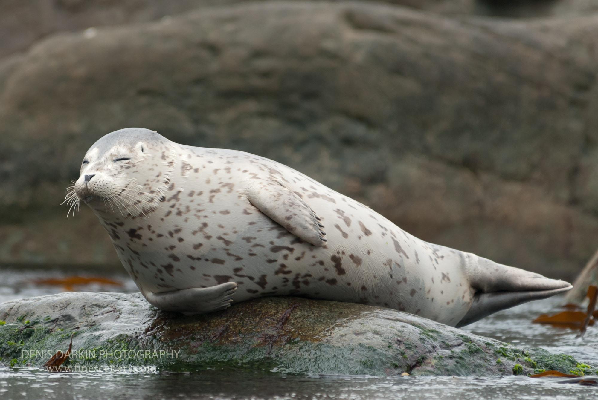 Nature. Denis Darkin scenic photography