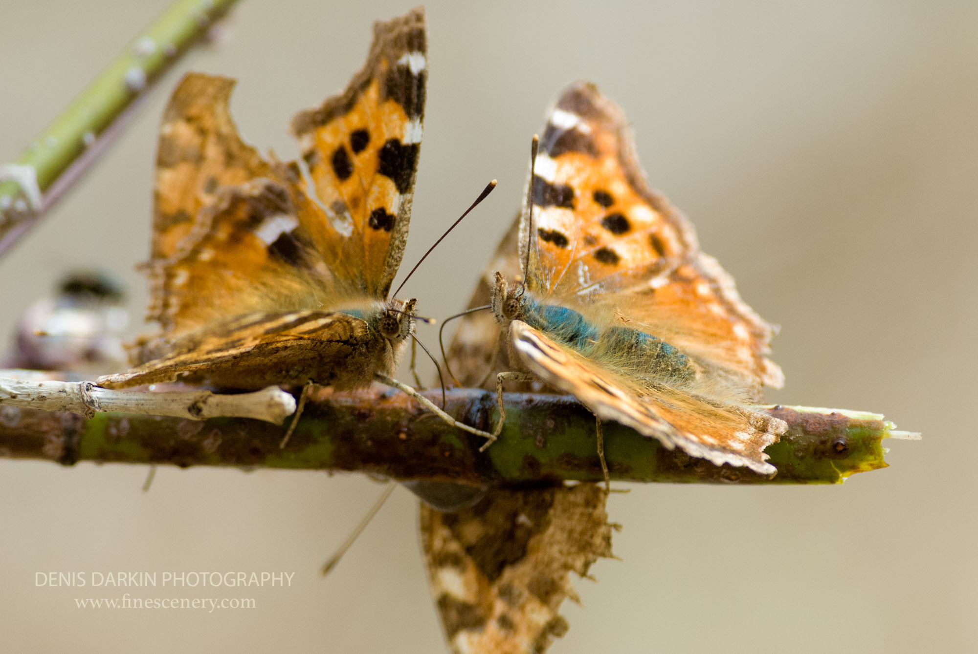 Nature. Denis Darkin scenic photography