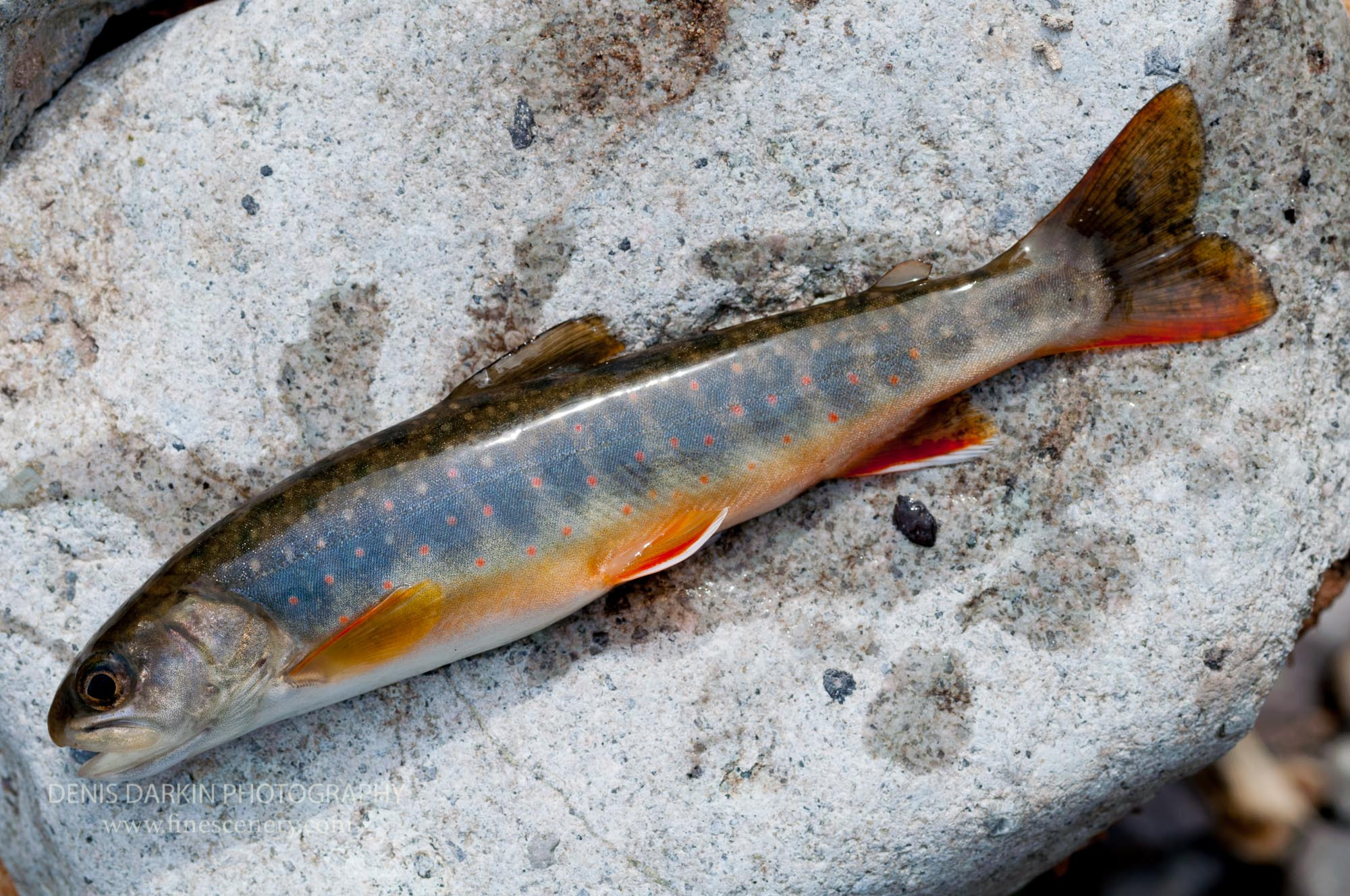 Nature. Denis Darkin scenic photography