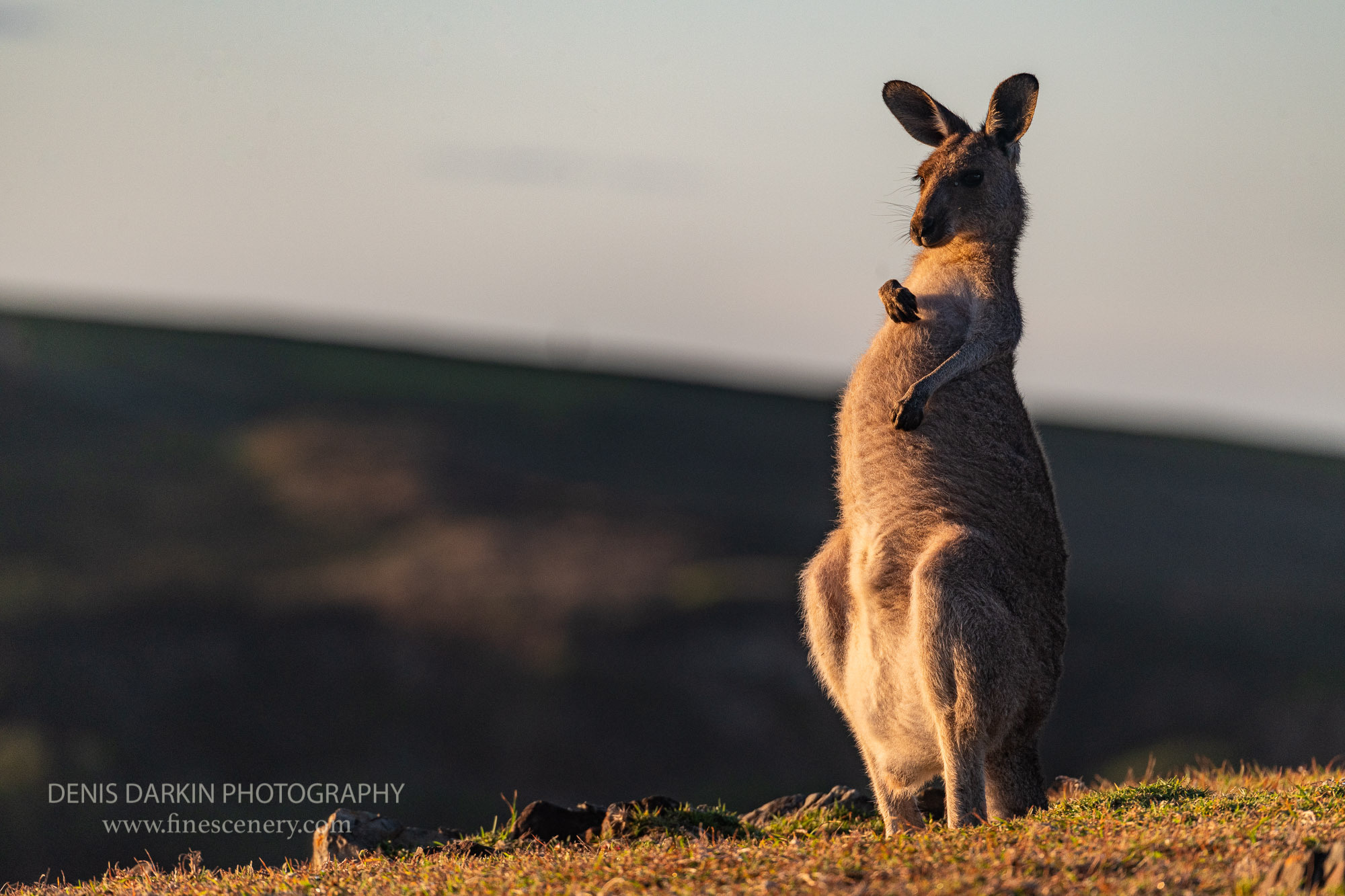 Nature. Denis Darkin scenic photography