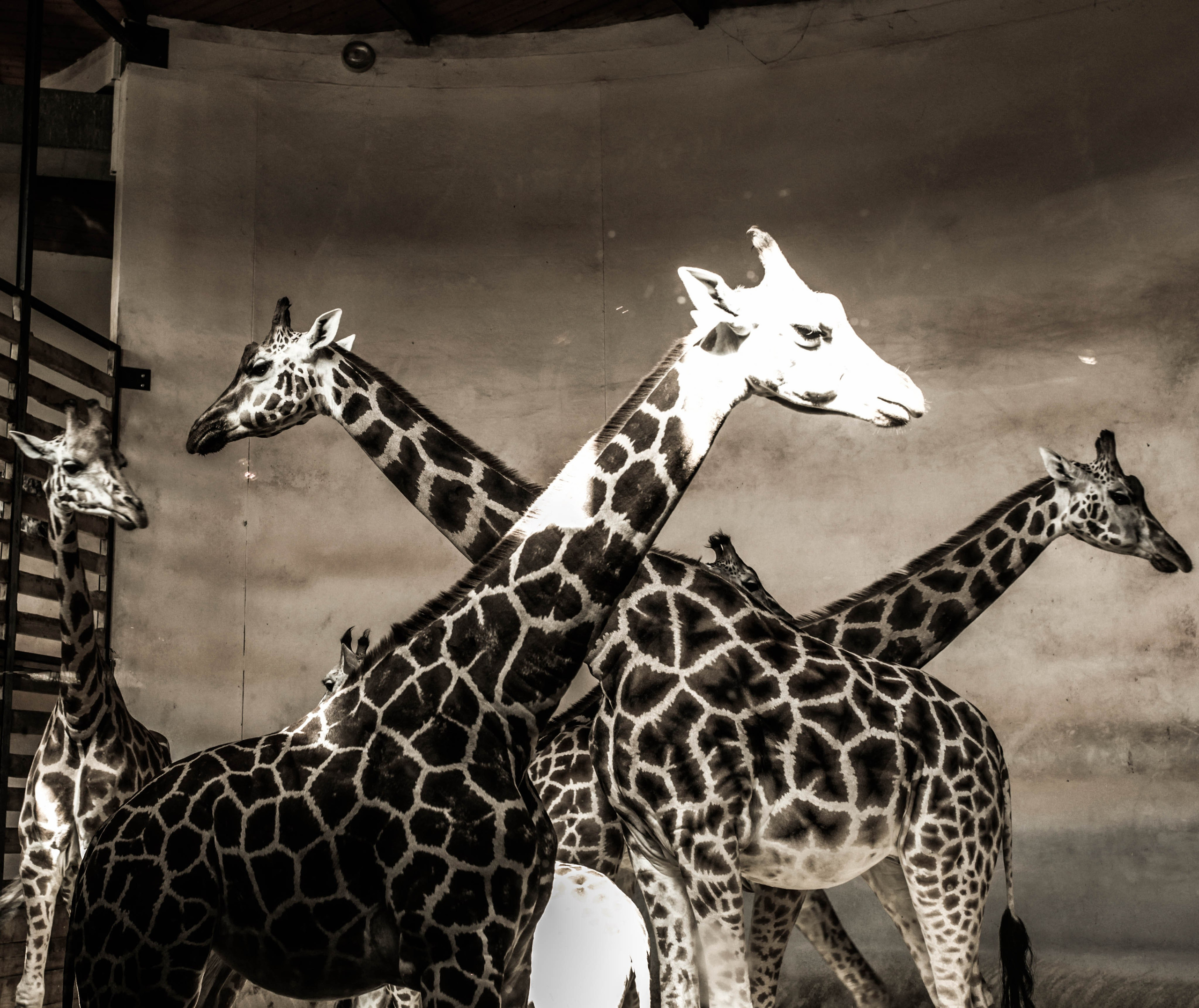 ЧЕХИЯ. Стрит-фотография, полная абсурда, идиотизма и красоты