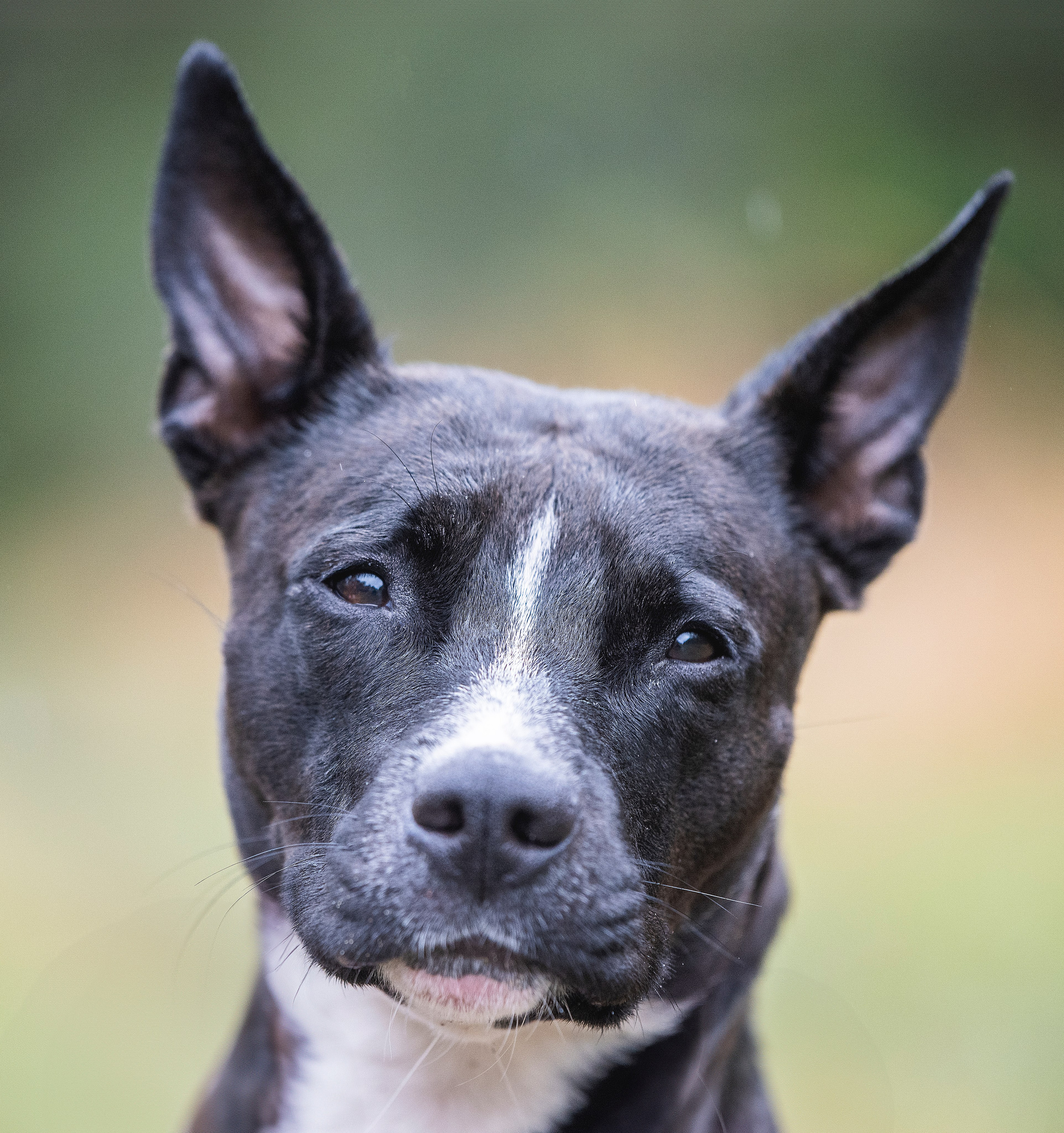 📸 3. Katerina Royter Pet Photographer North Florida