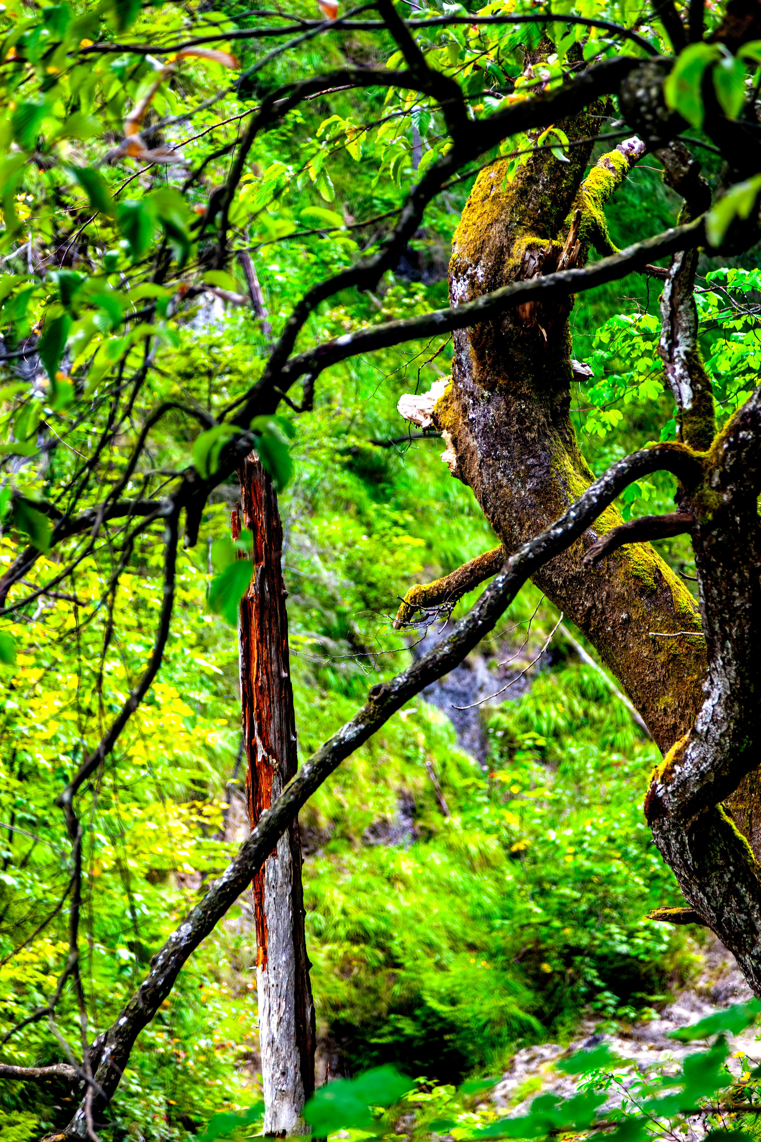 197.Ötscher Base Nature Park.Austria.21.8.2025. Путешествия в формате 360......