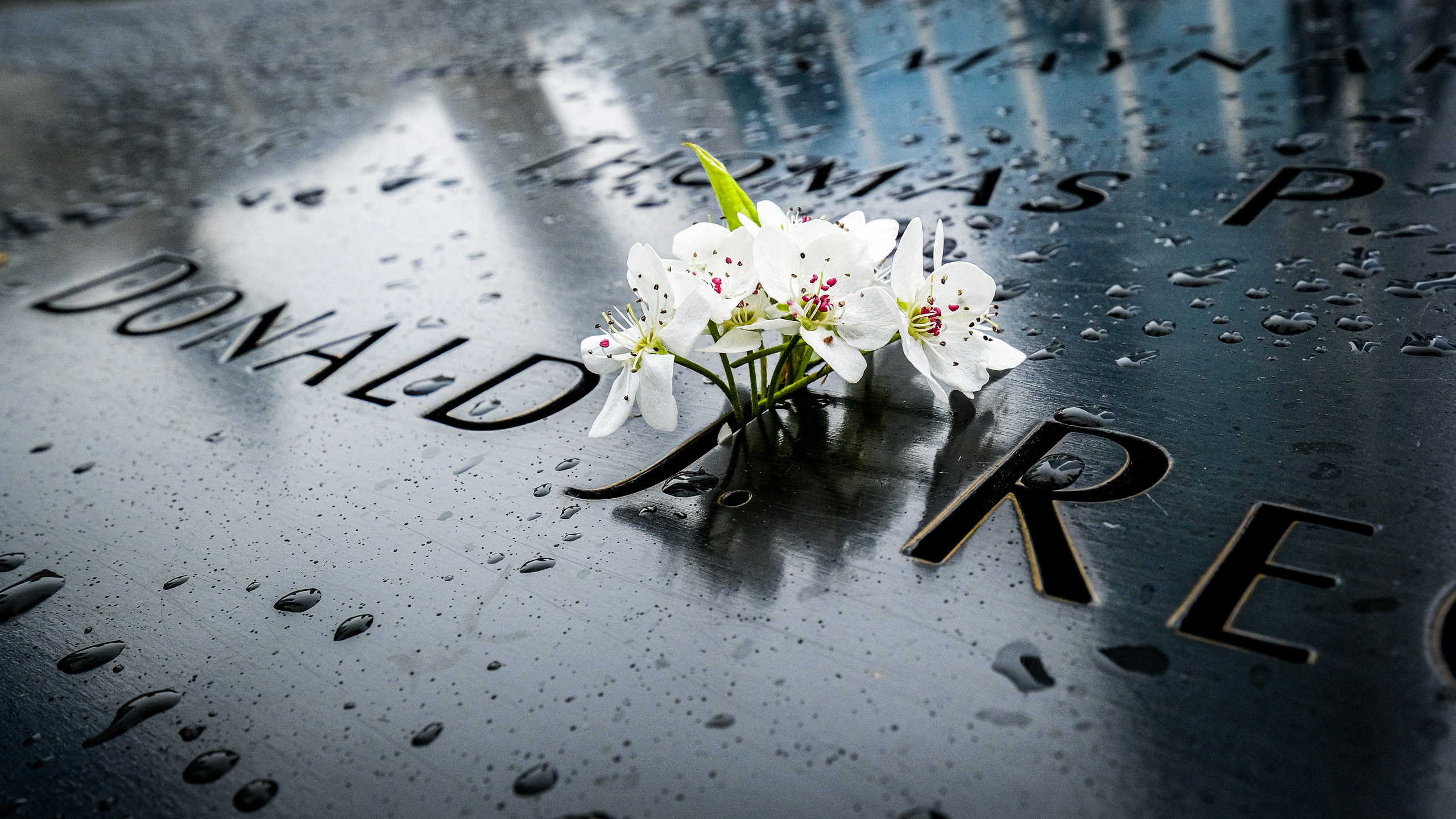 NEW YORK / 2025. Reportage concert portrait photography in the San Francisco Bay Area