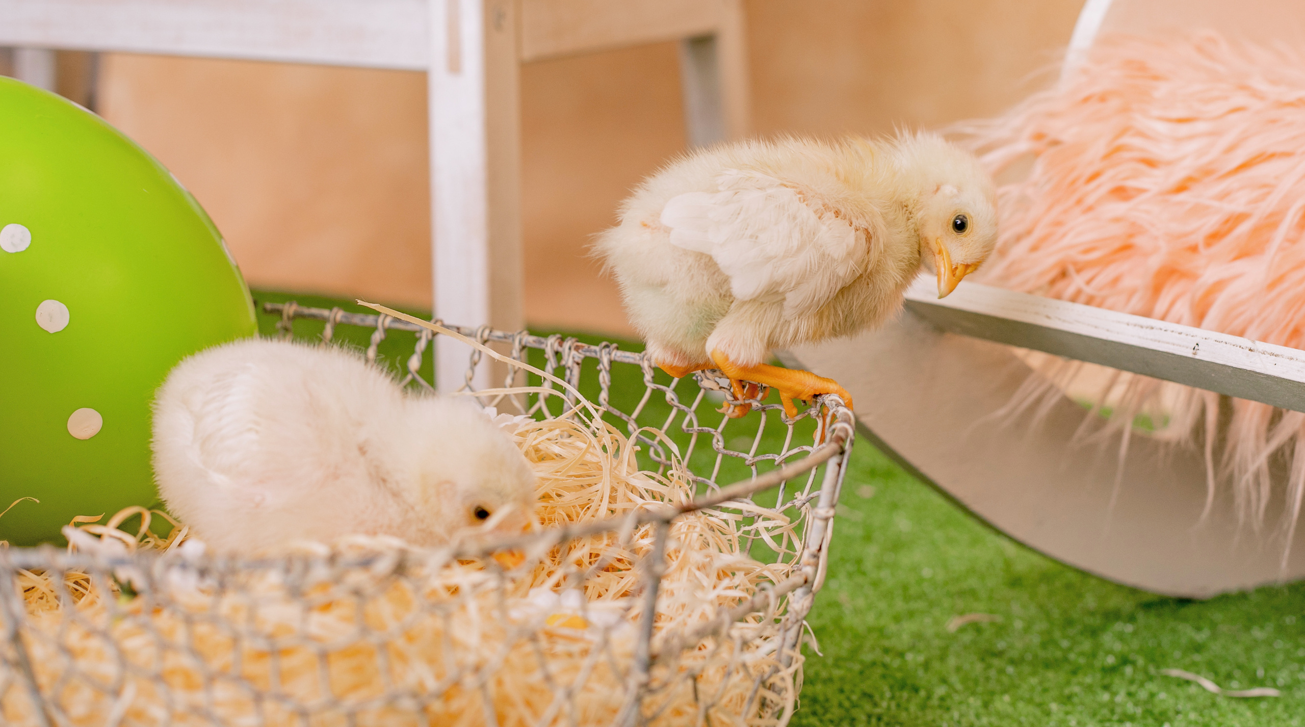 Lihavõttepüha 2021. Jkurm Photography — Rovaniemi, Finland and Tartu, Estonia