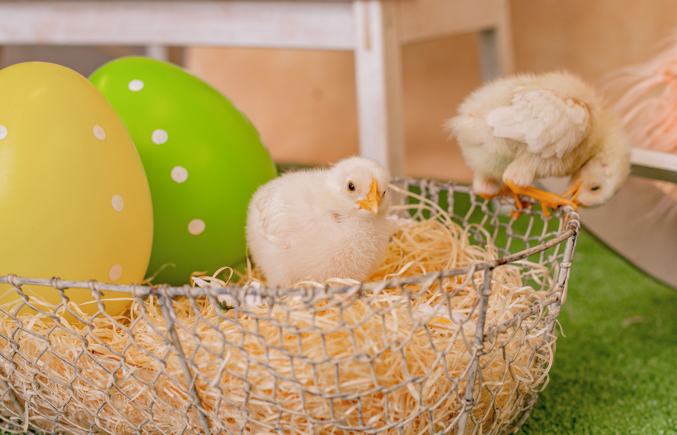 Lihavõttepüha 2021. Jkurm Photography — Rovaniemi, Finland and Tartu, Estonia