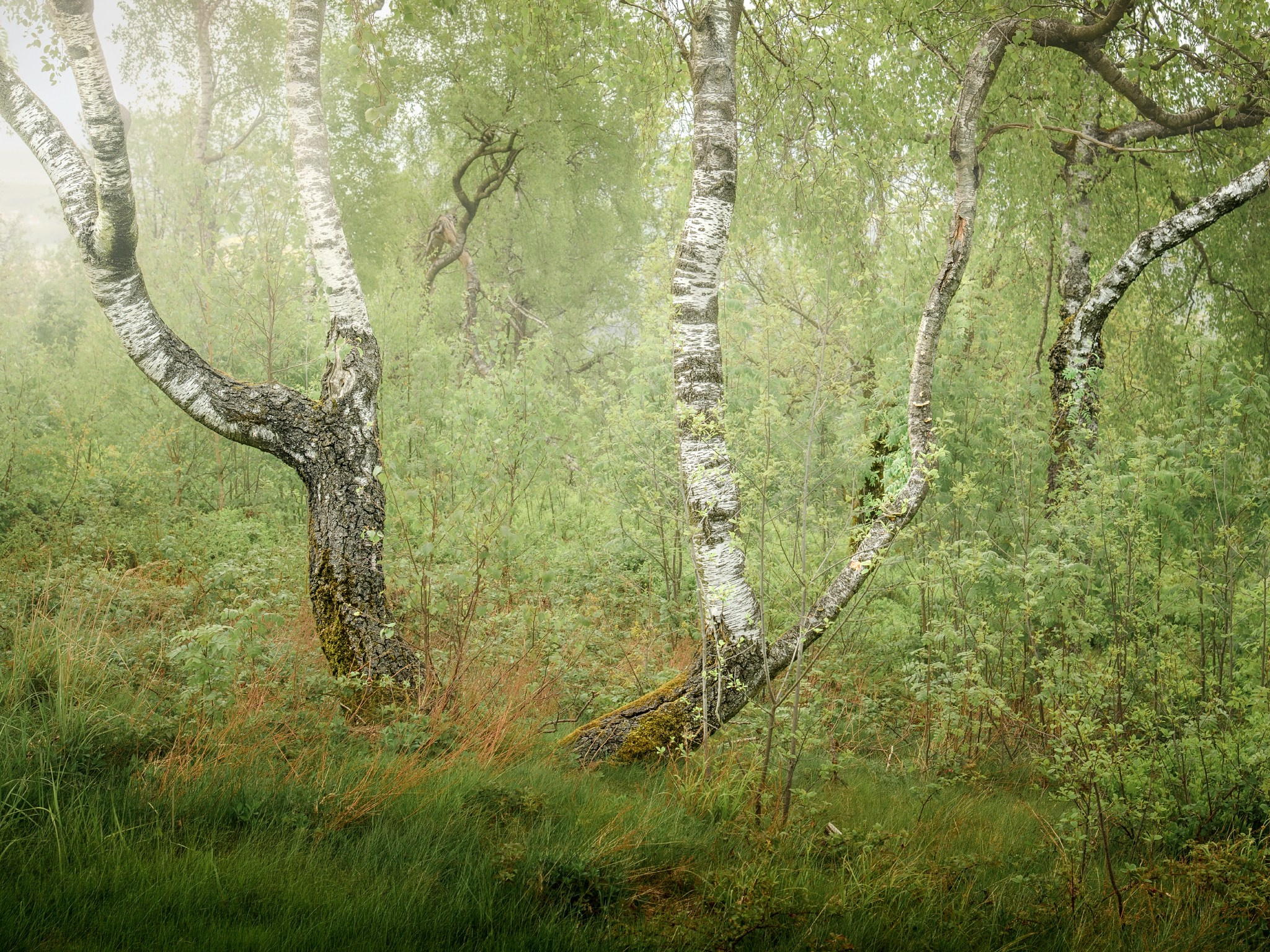Woodlands. Nature Photographer and Videographer from Germany