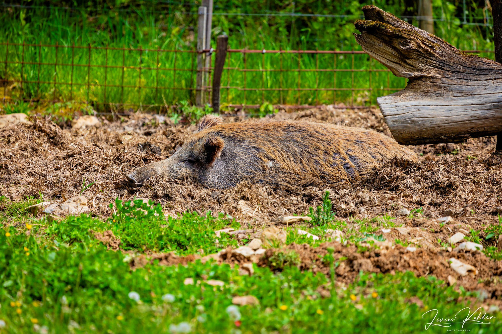 Wildpark Bad Mergentheim. FOTO KREATIV
