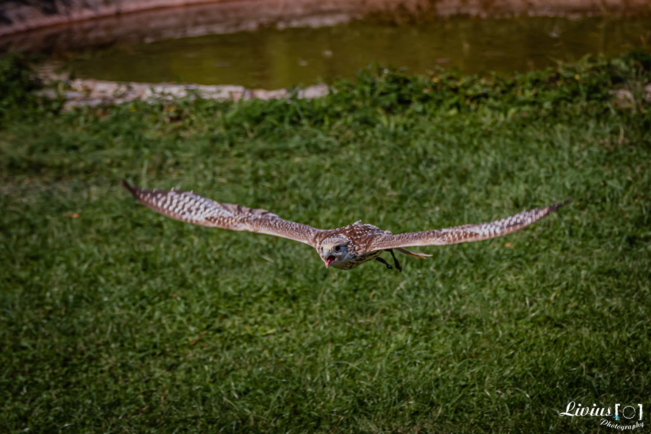Wildpark Tambach. FOTO KREATIV