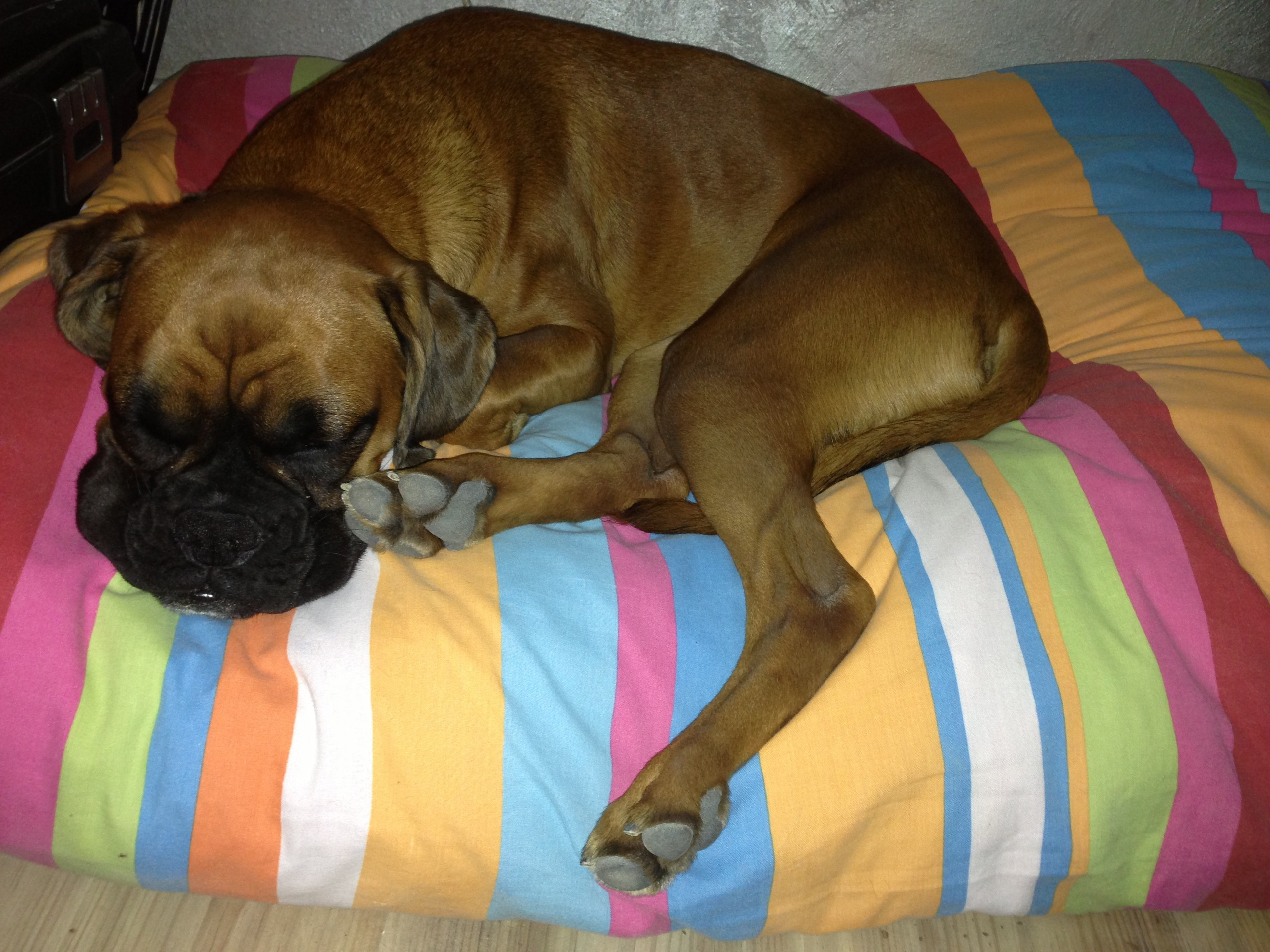 My ״Star״ Boxer Dog