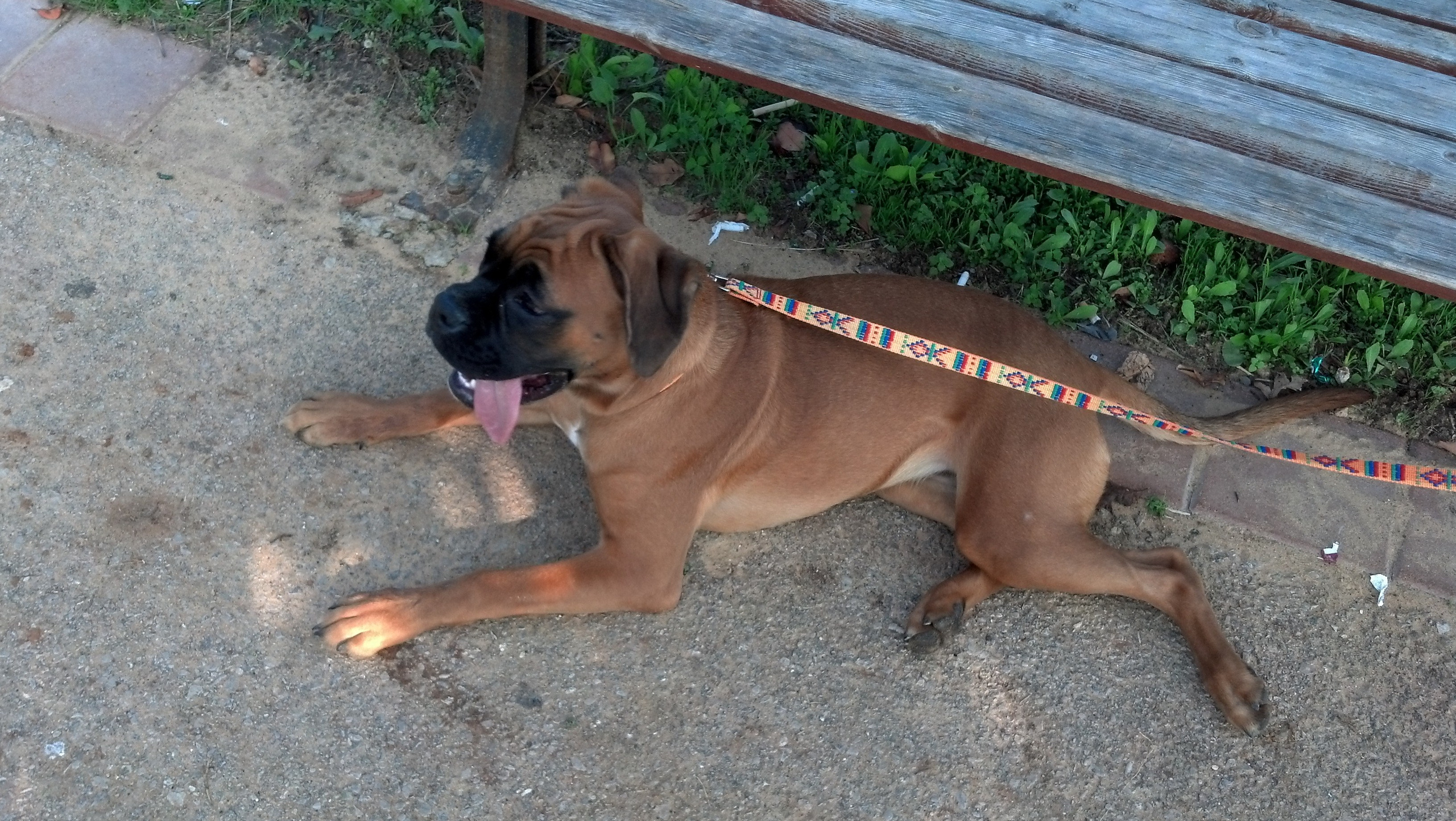 My ״Star״ Boxer Dog