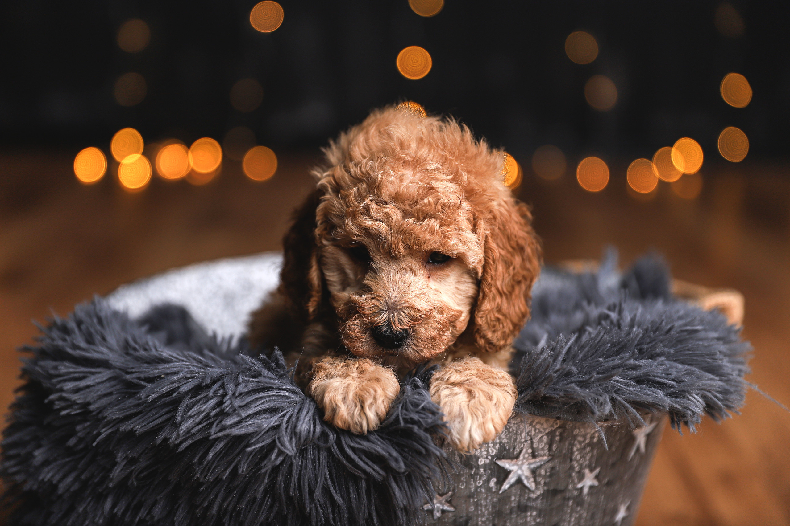 Tierfotografie. Familien und Hochzeitfotograf in Molbergen, Cloppenburg, Münsterland