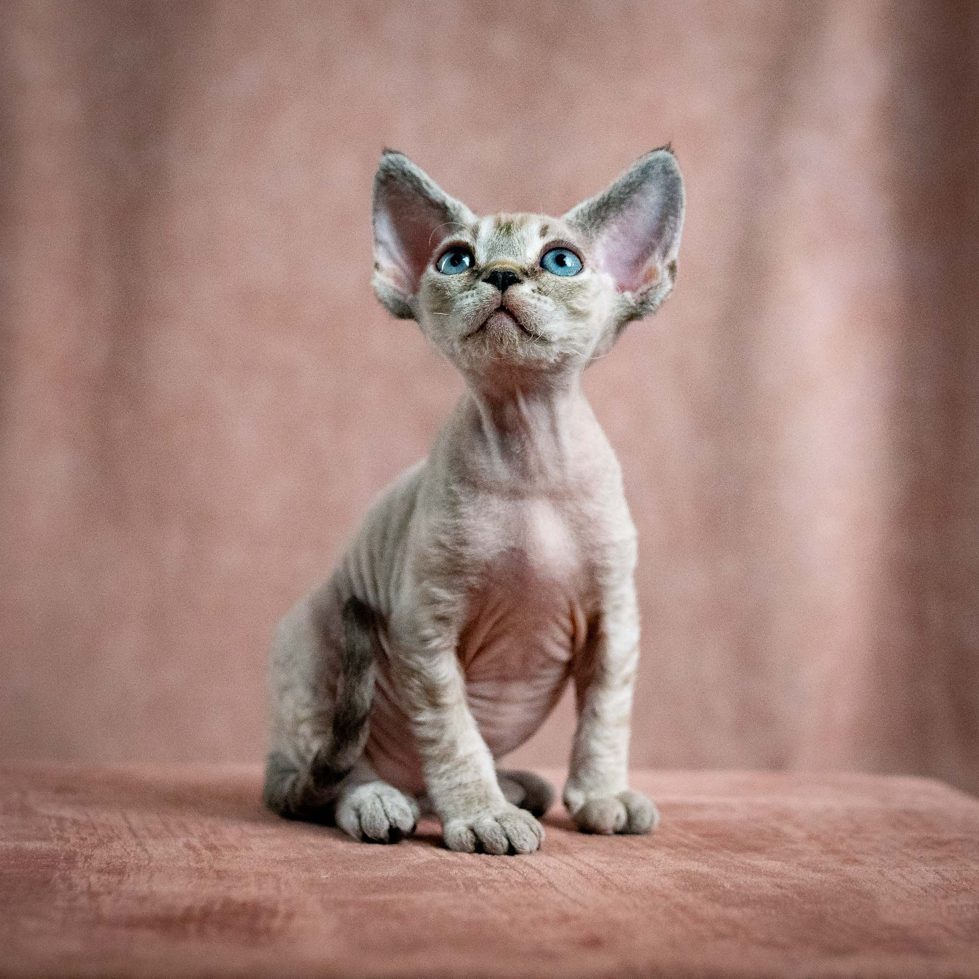 Nellie, girl, born 01.17.26. Devon Rex Pixie Cattery