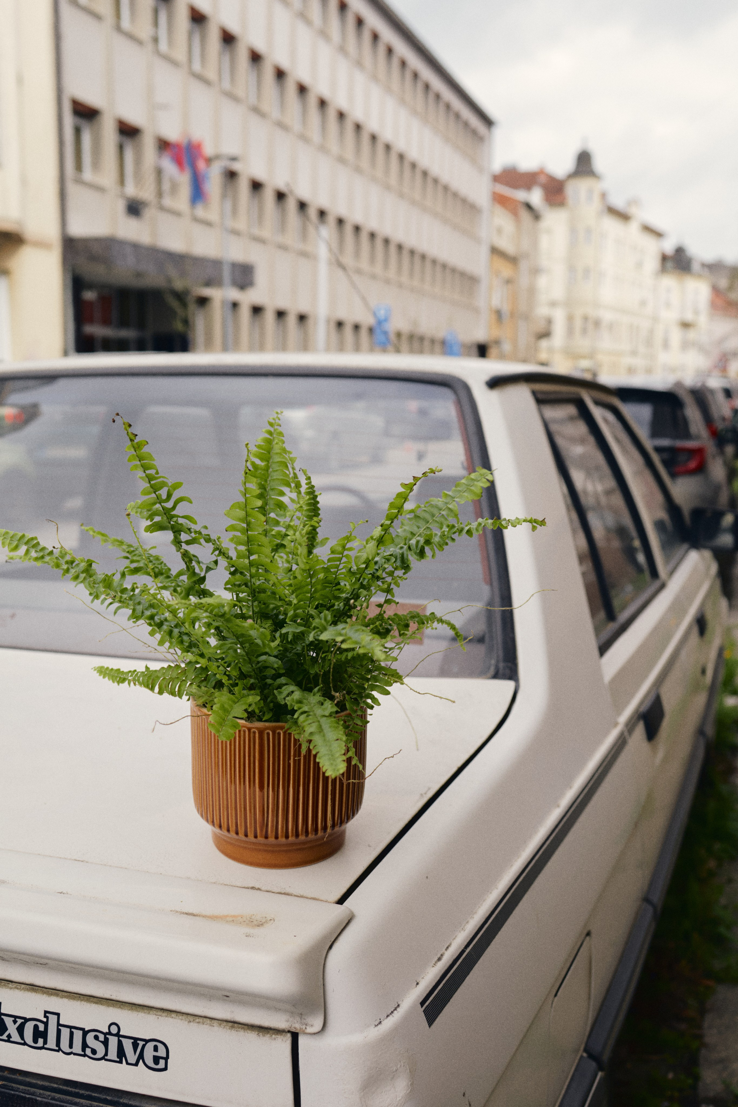 Левиза. Анастасия Еремина | Фотограф в Сербии | Персональные и бизнес-фотосессии в Белграде и Нови Саде