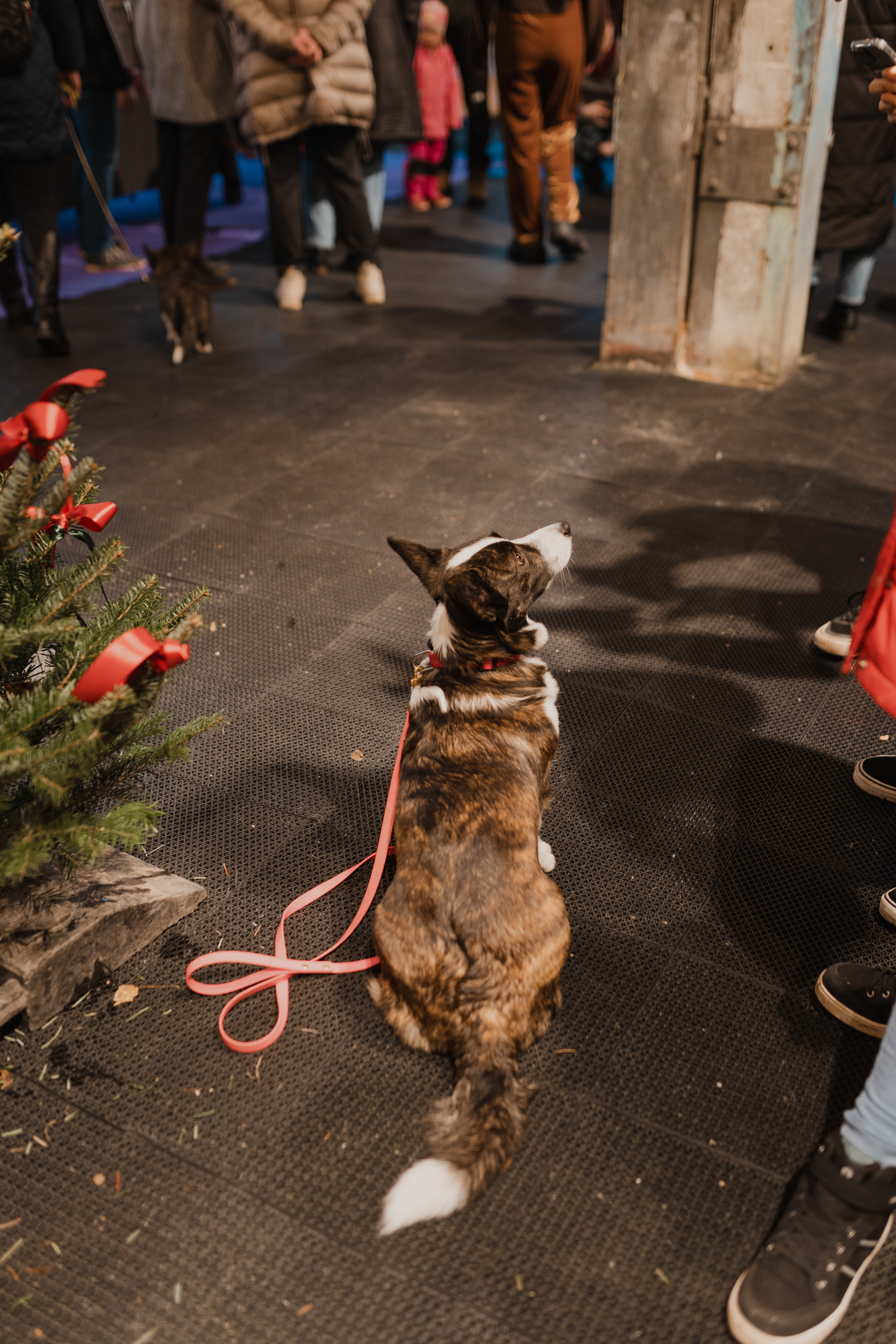 Corgi fest. Event Photography