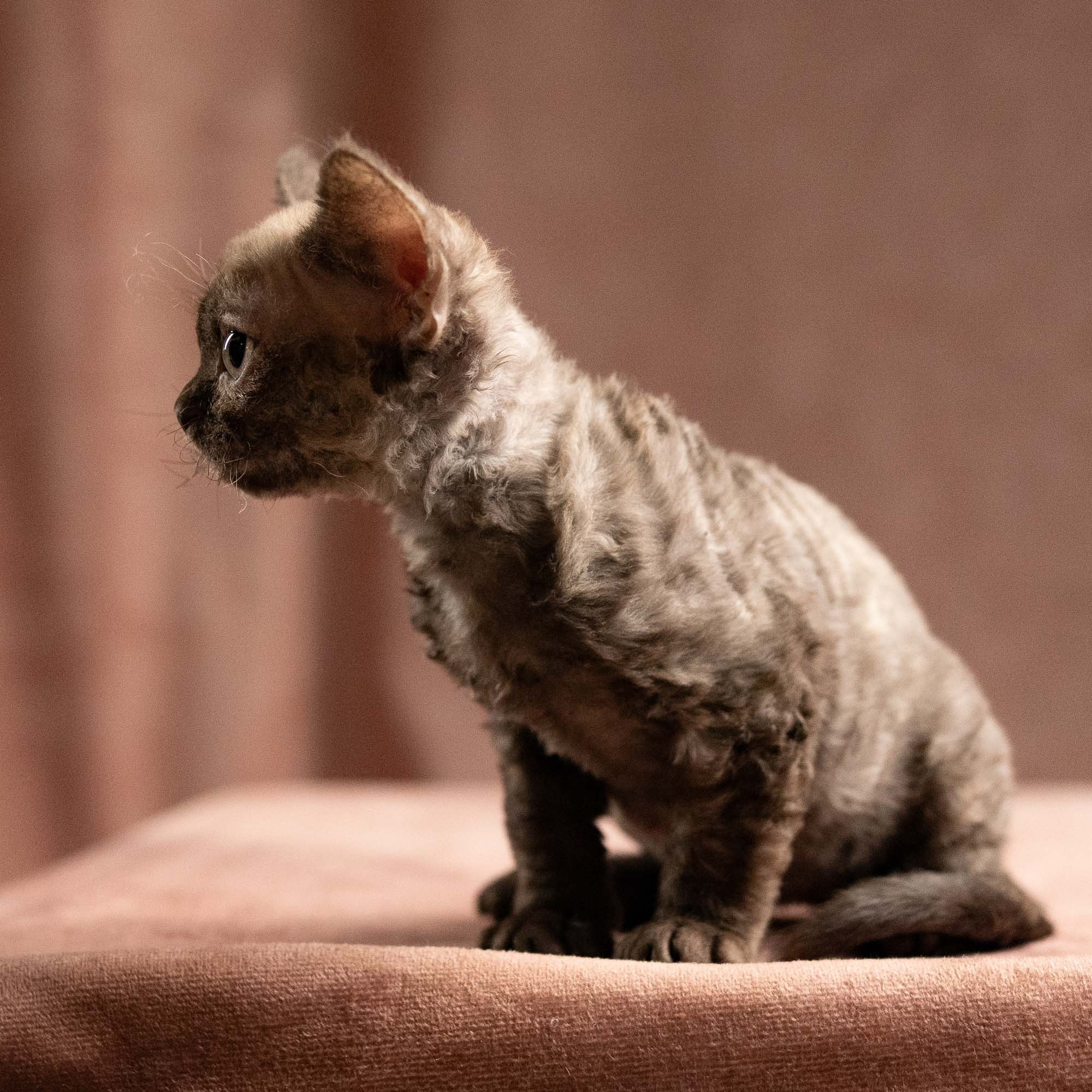 Olivia, girl, born 02.08.26. Devon Rex Pixie Cattery