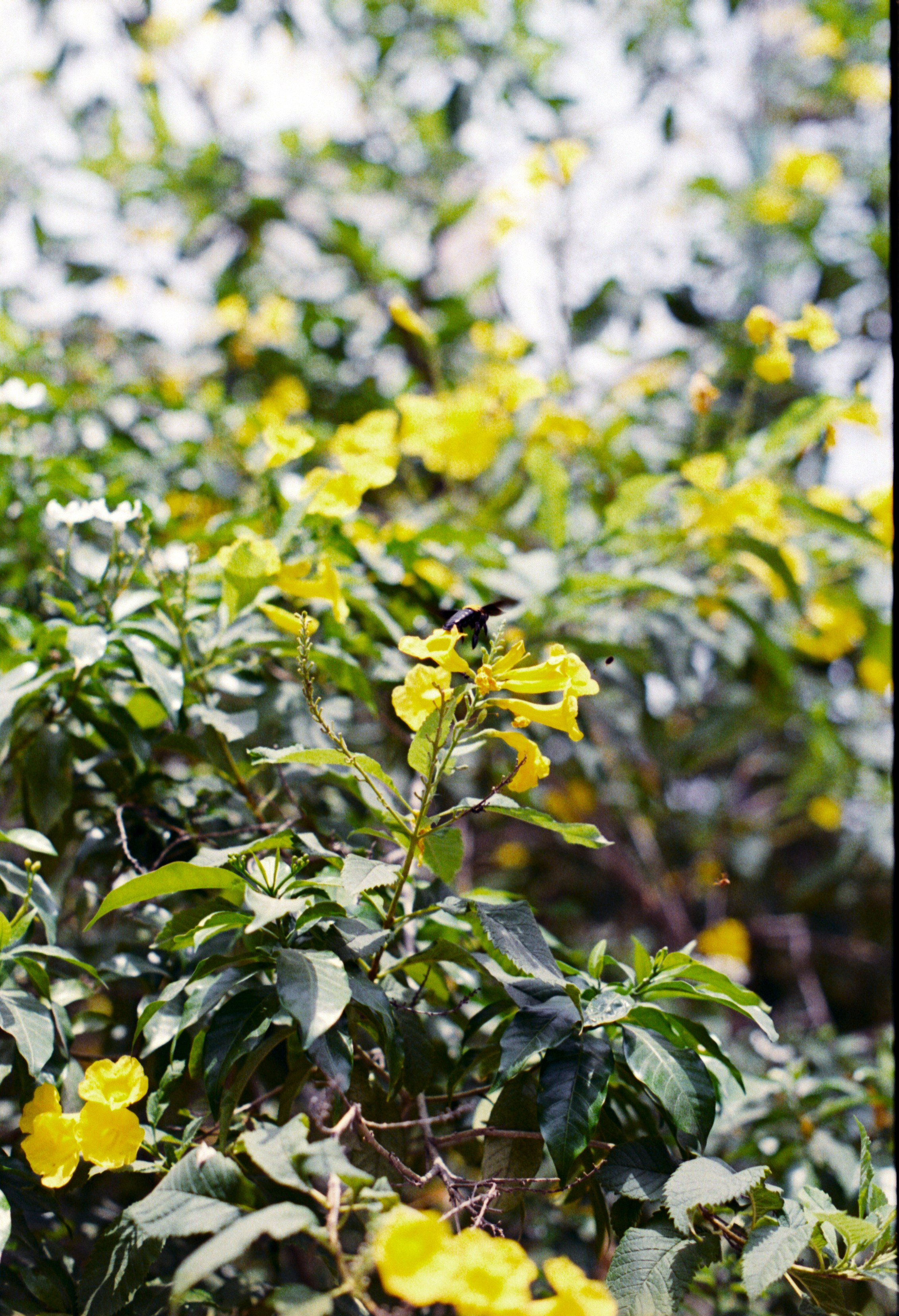 Everything on Film. Portrait, Fashion & Fitness Photography in Chennai| SunnyHazePhotography